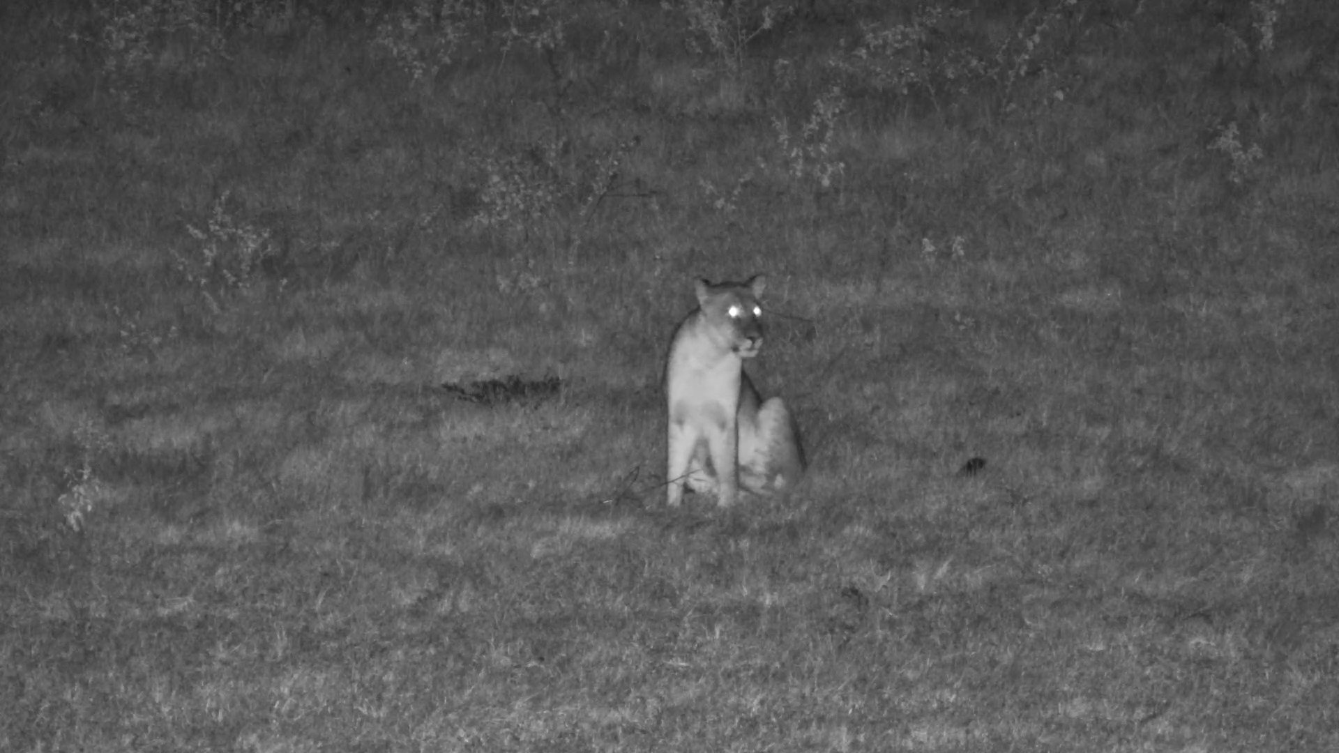 They Were Ready… So Were the Impala