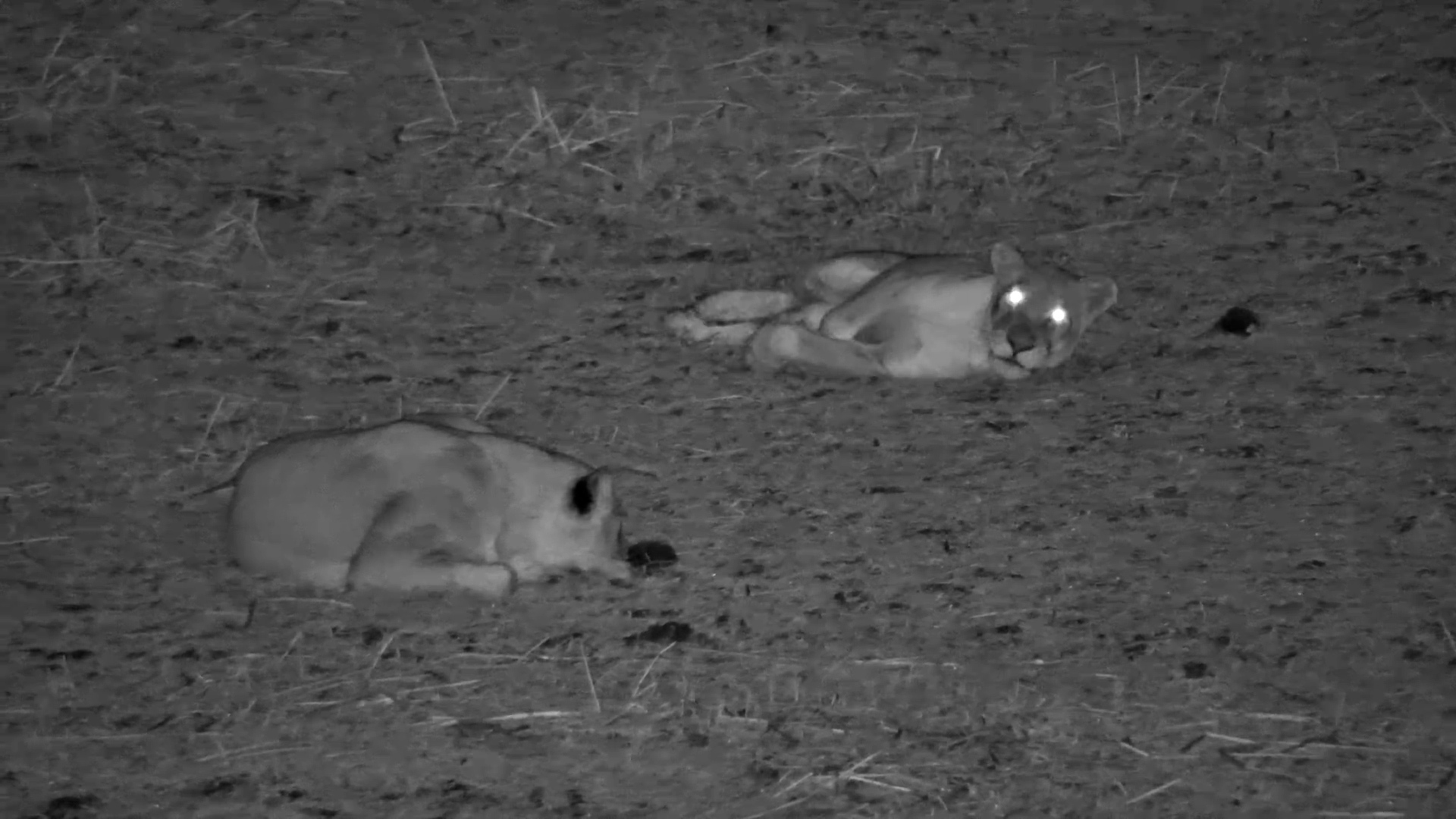 Lionesses Lounge at Night Before Heading into the Darkness