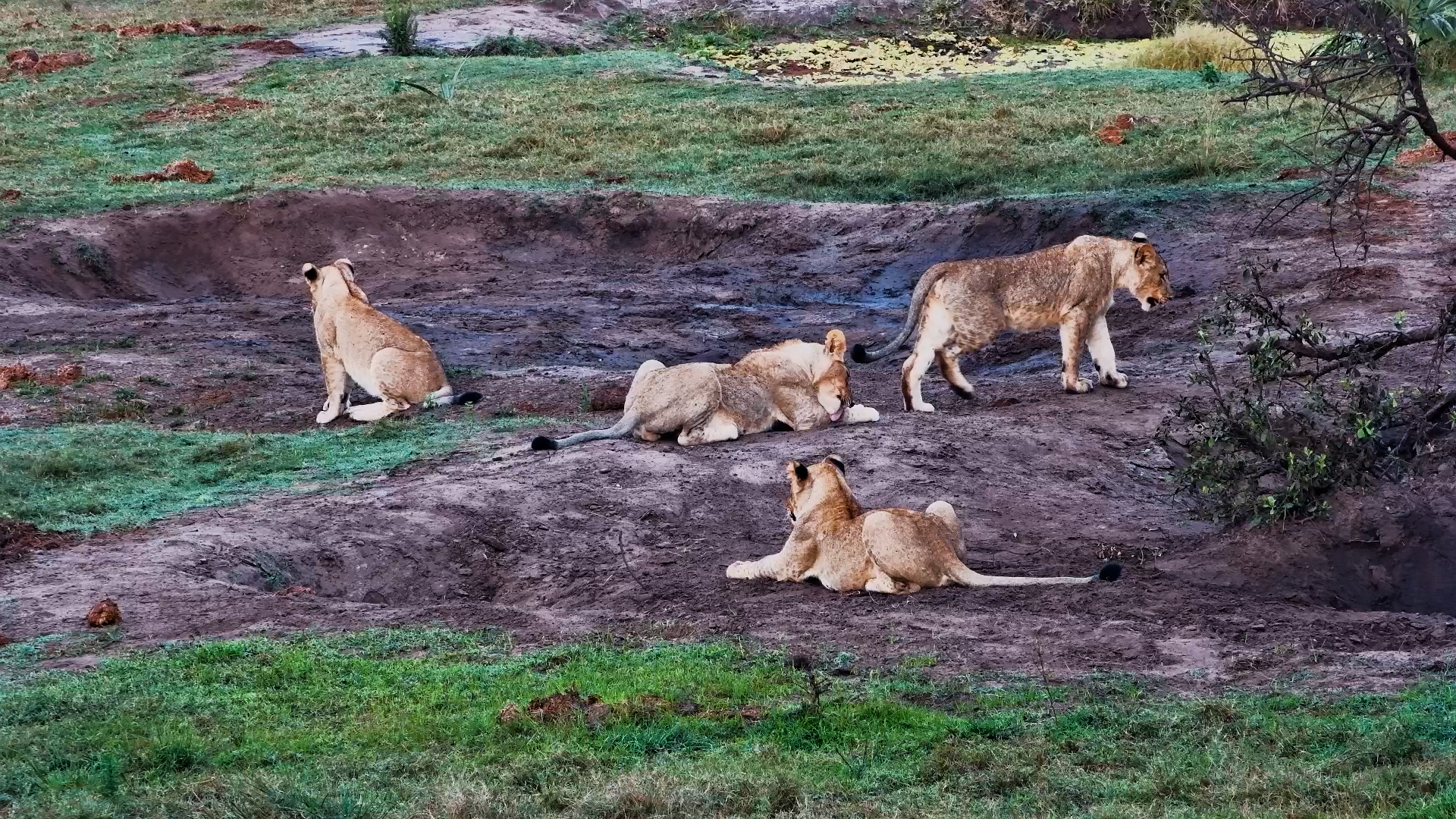 Young Lions Took It Easy at Tembe
