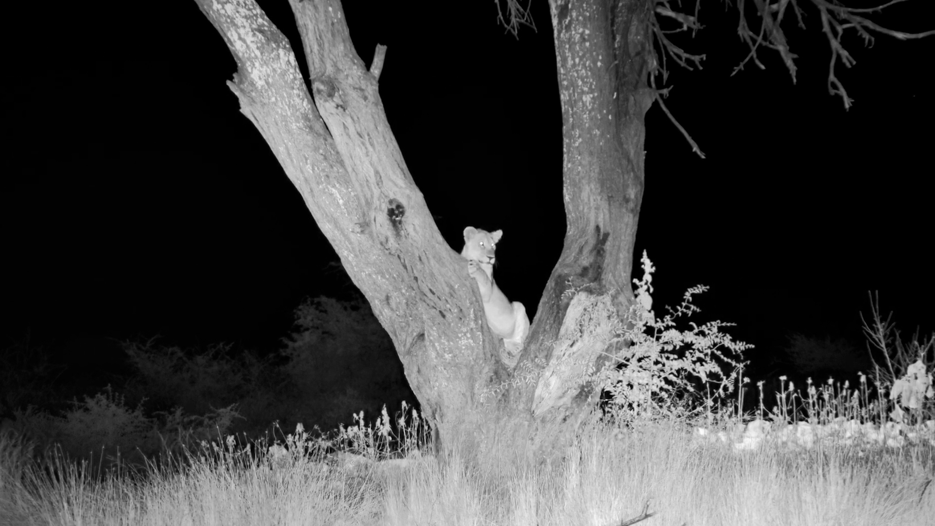 Lions Wrestling Beneath the Tree