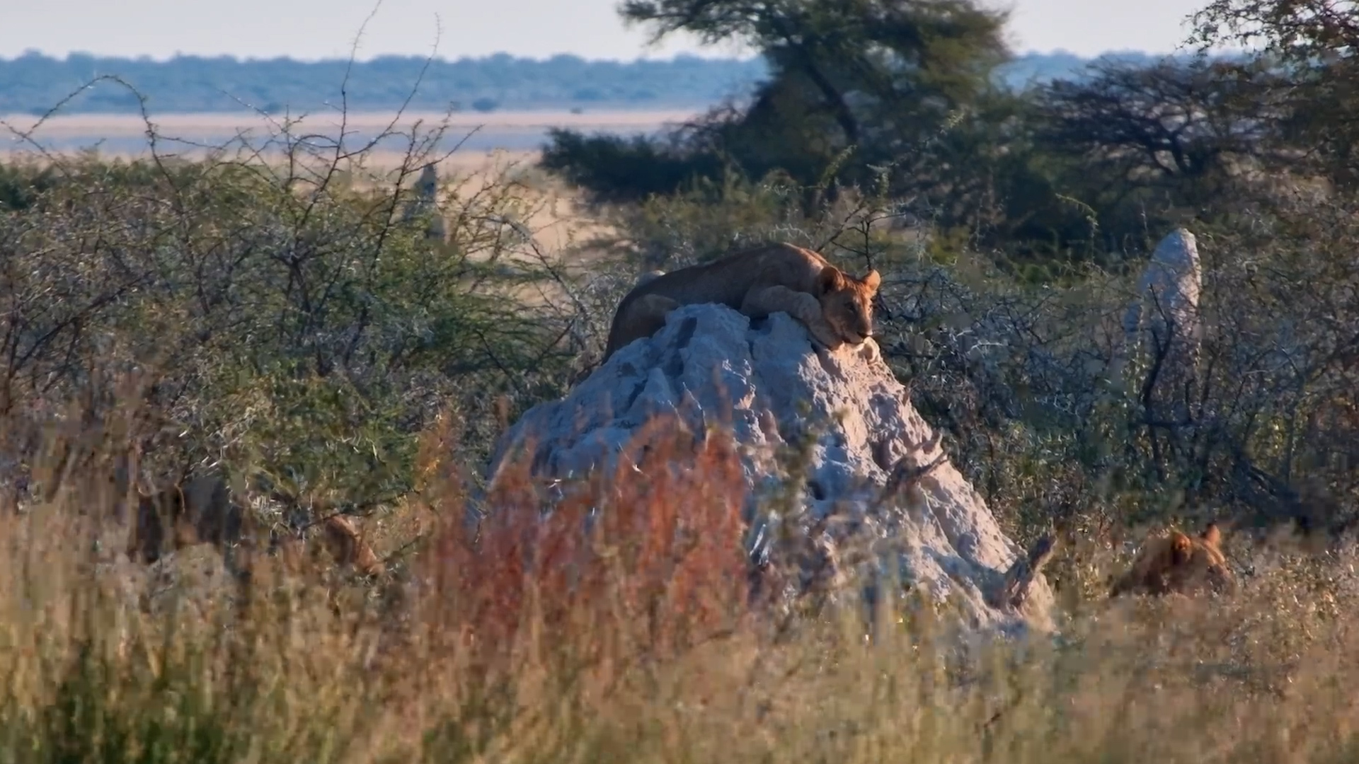 Lion Cub Finds the Perfect Lookout Spot in the Bush