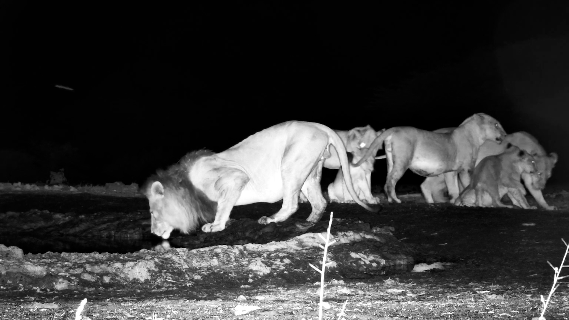 Night Belongs to the Pride