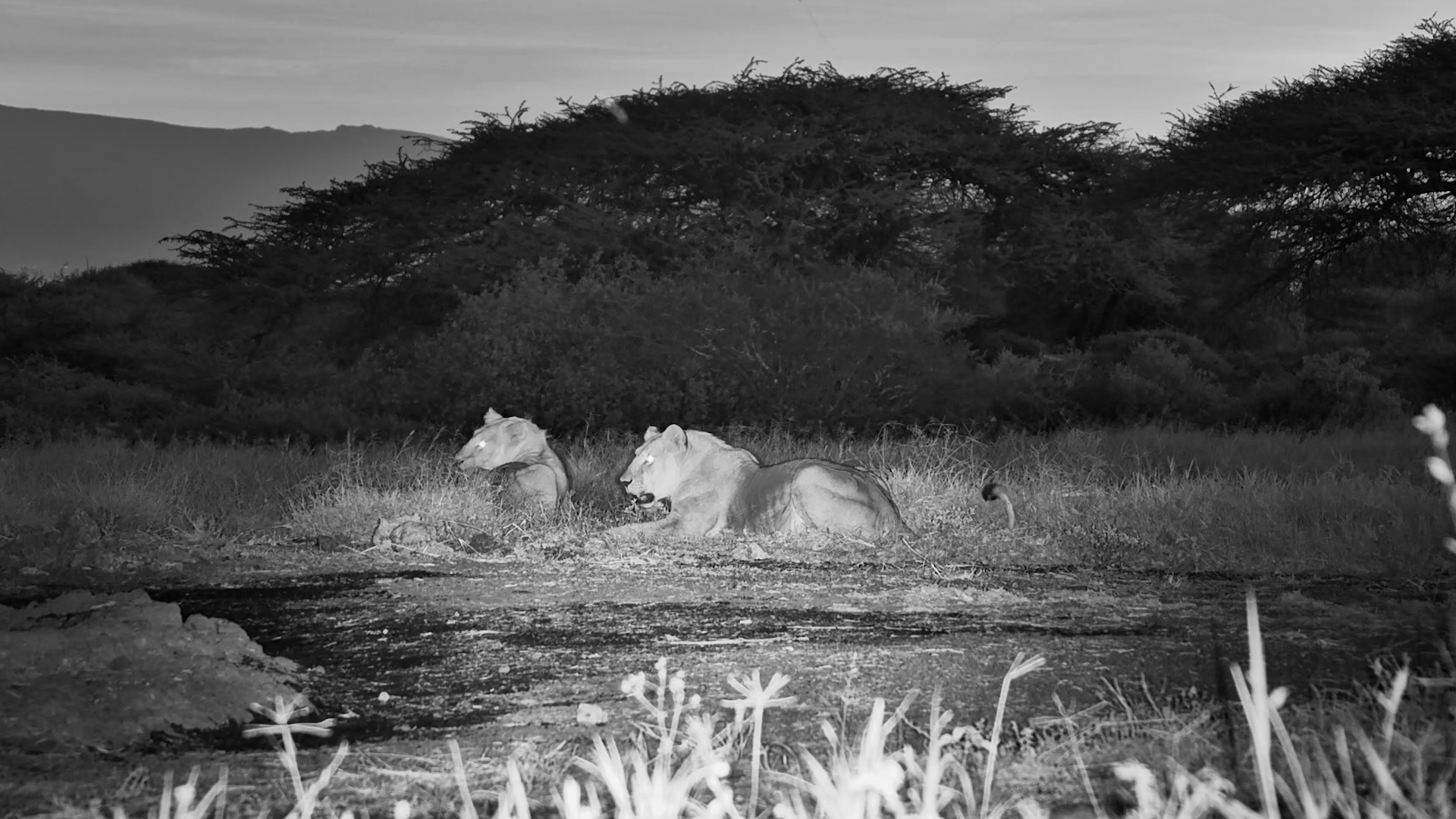 Dusk Belongs to the Lions Tonight