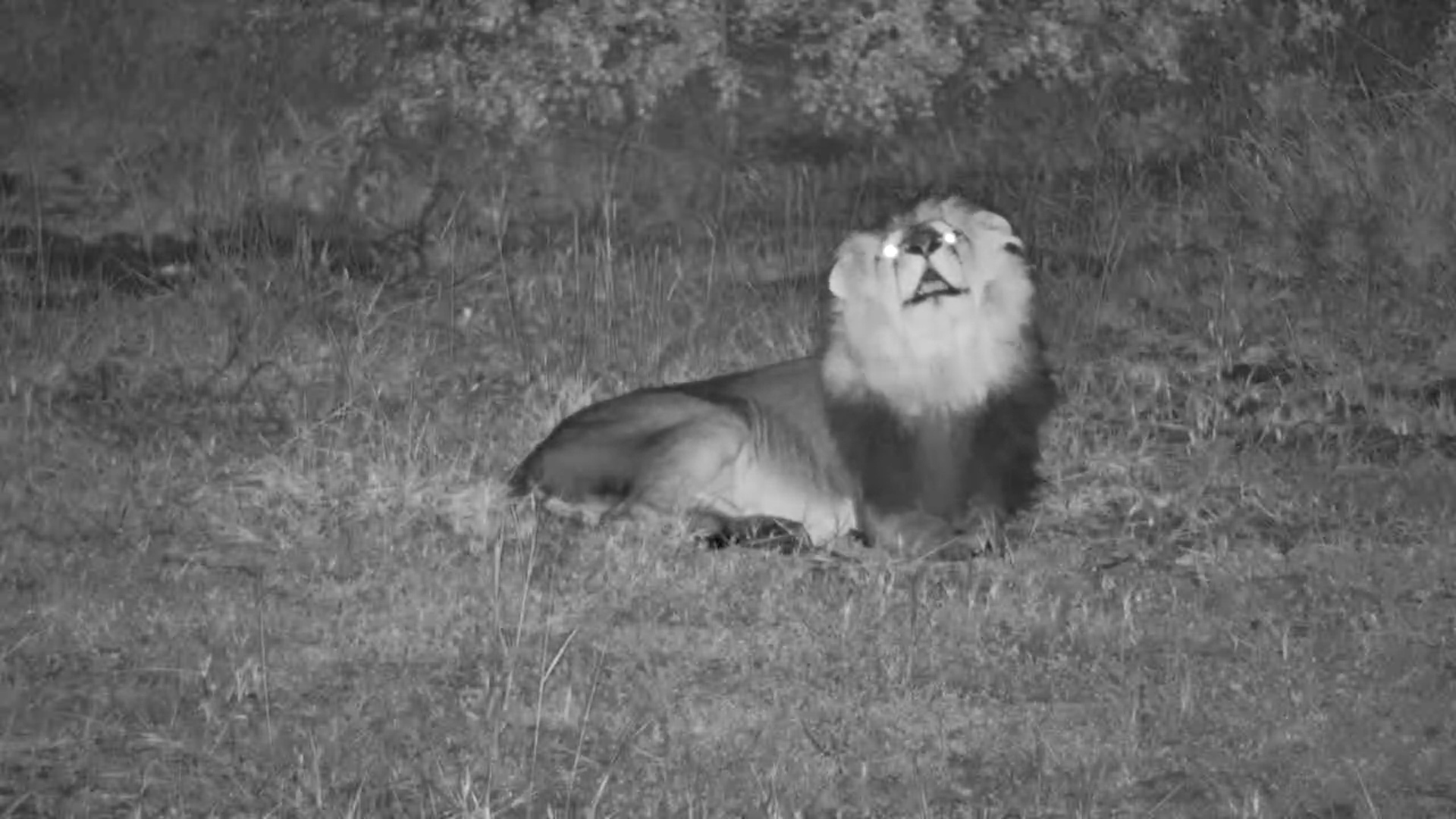 A Trio of Lions Relax at Jabulani Waterhole