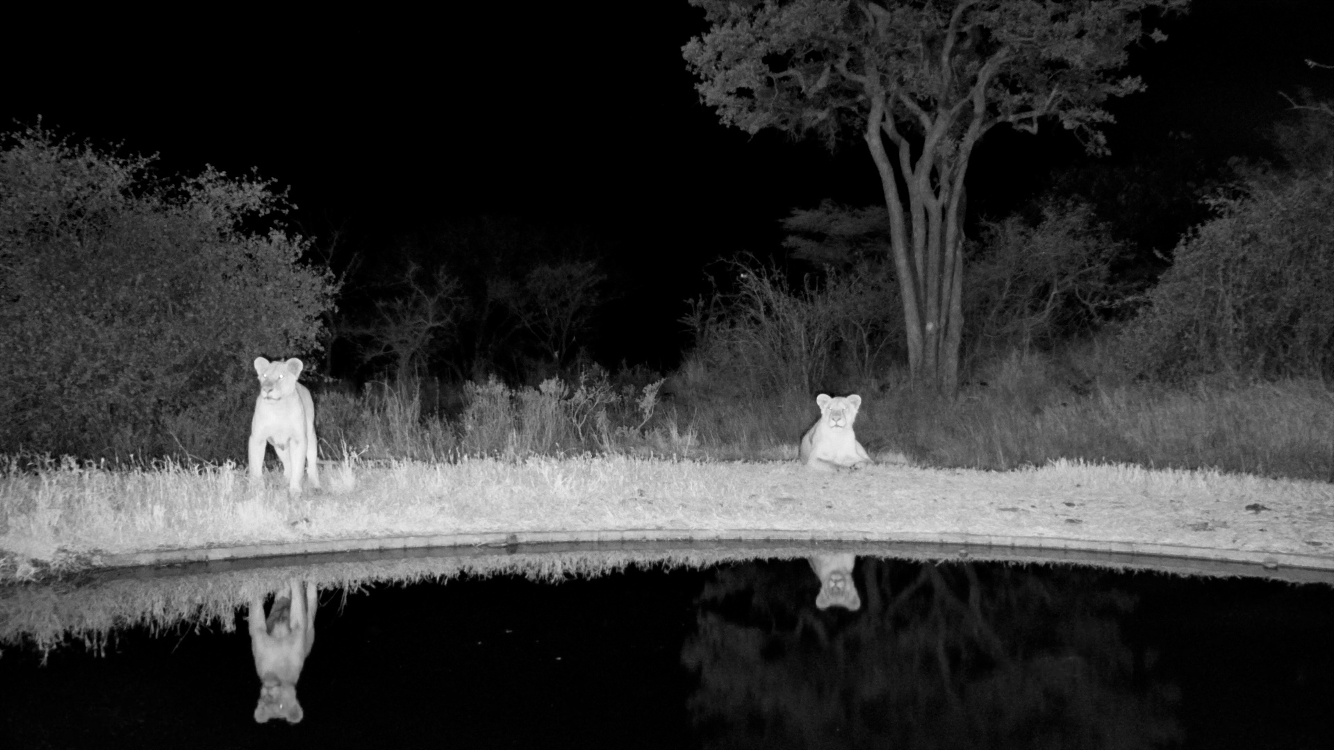 Lions Emerge From the Serengeti Darkness