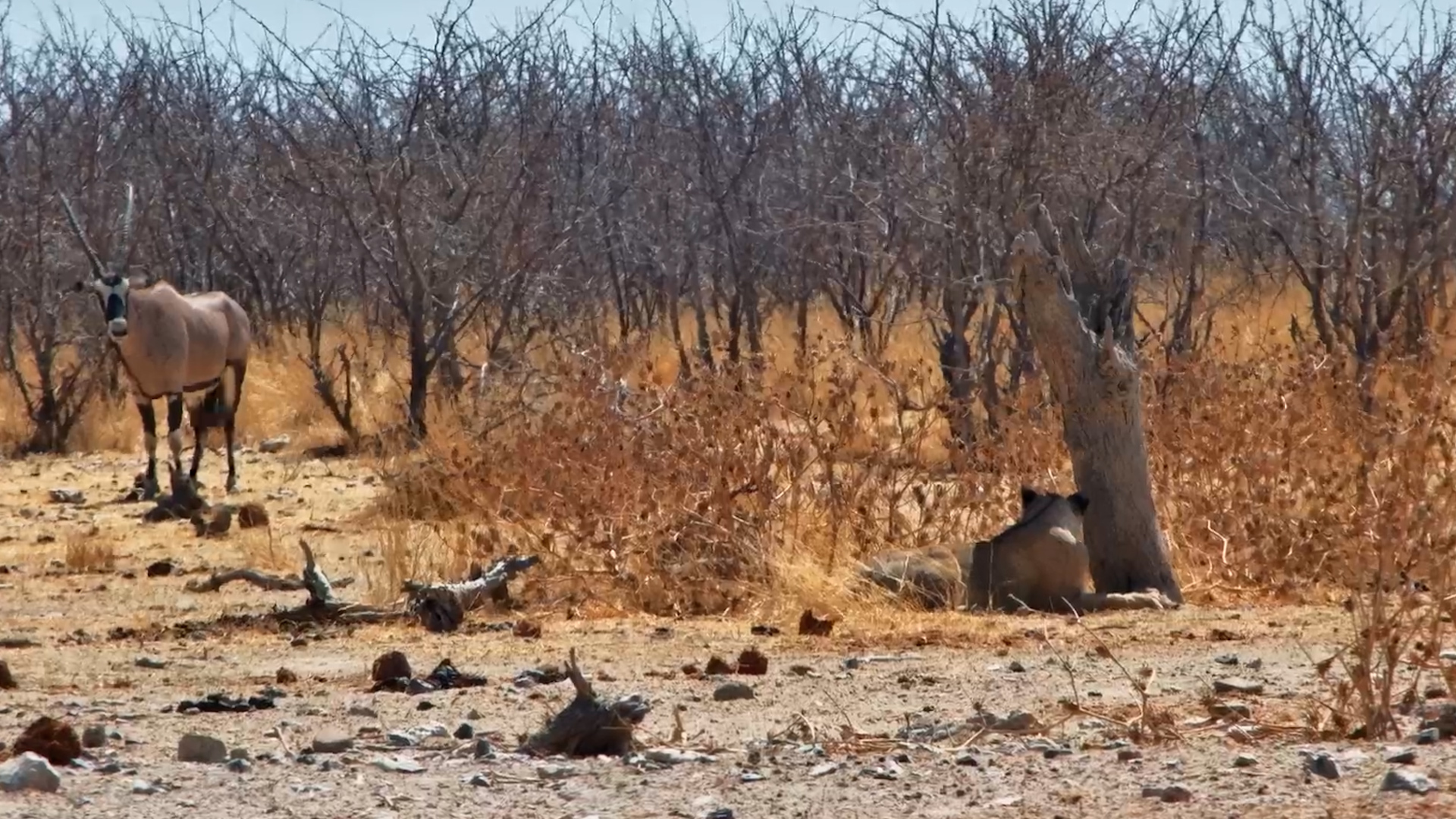 Lions vs Gemsbok at the Waterhole