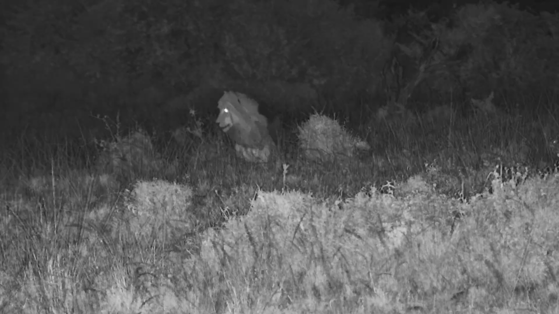 Male Lion in the Maasai Mara