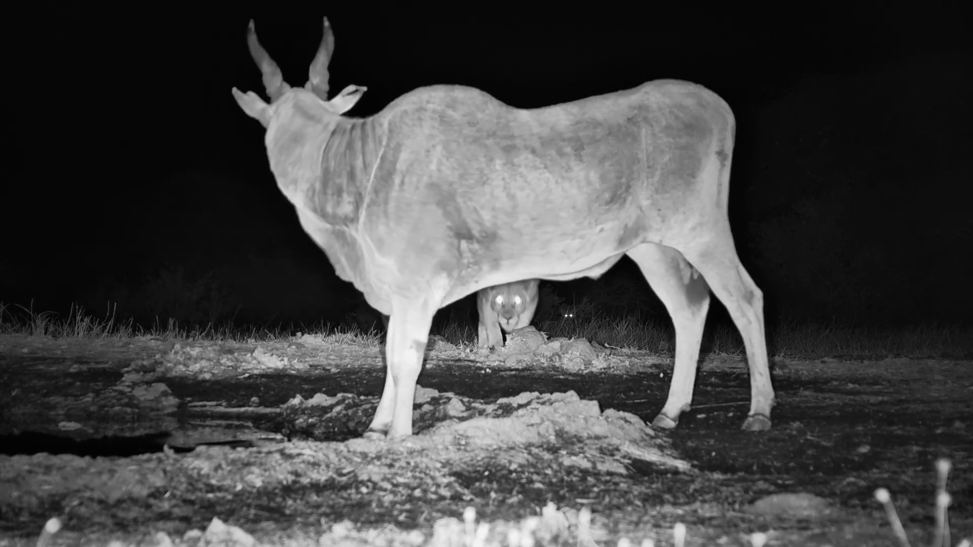 Eland Spots Stalking Lion at the LAST Second!