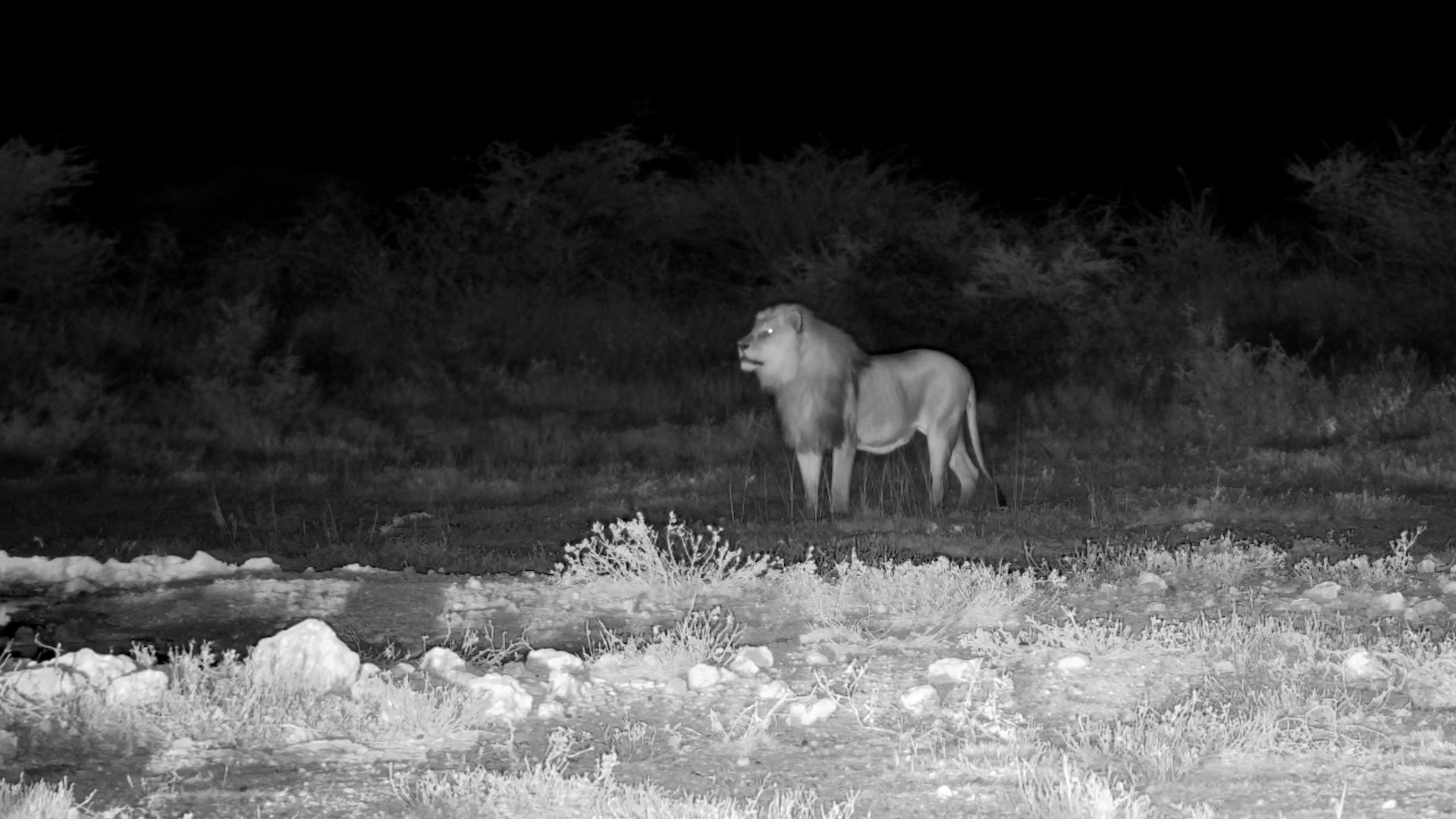 The Waterhole's Most Powerful Visitors