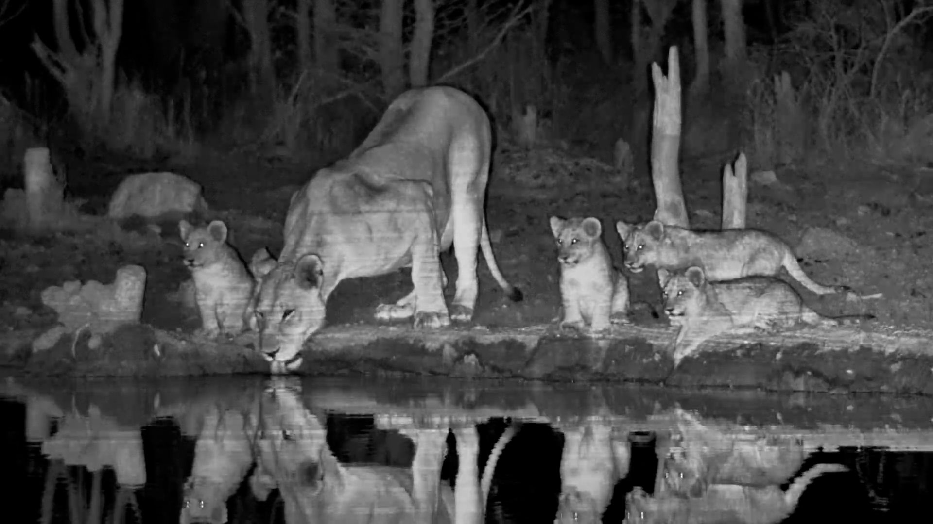 Listen to These Baby Lions Squeak!