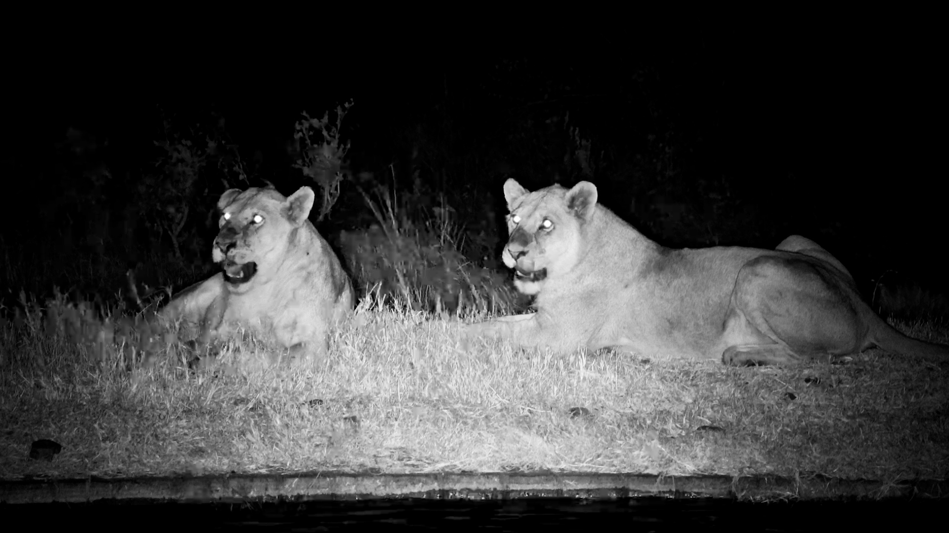 Lions Share a Quiet Moment After Dark
