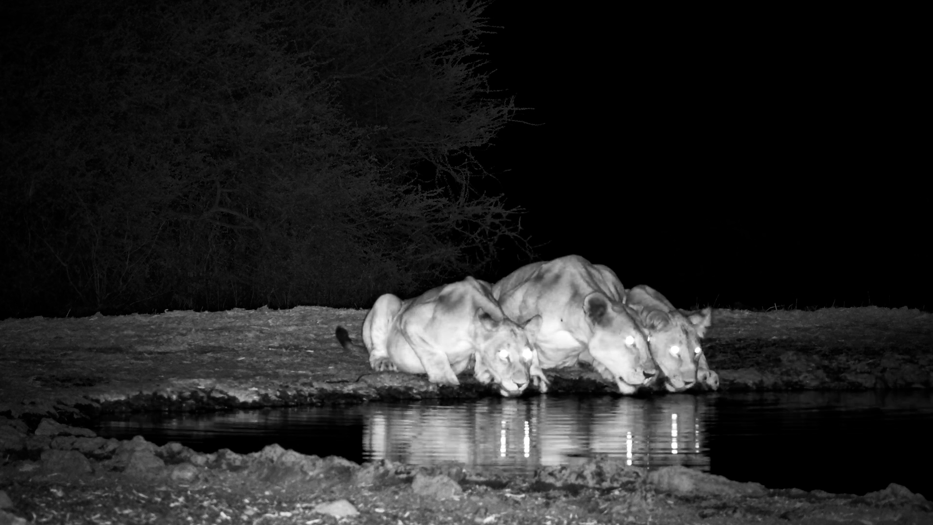 Kukuokeli and Her Cubs Visit the Waterhole at Night