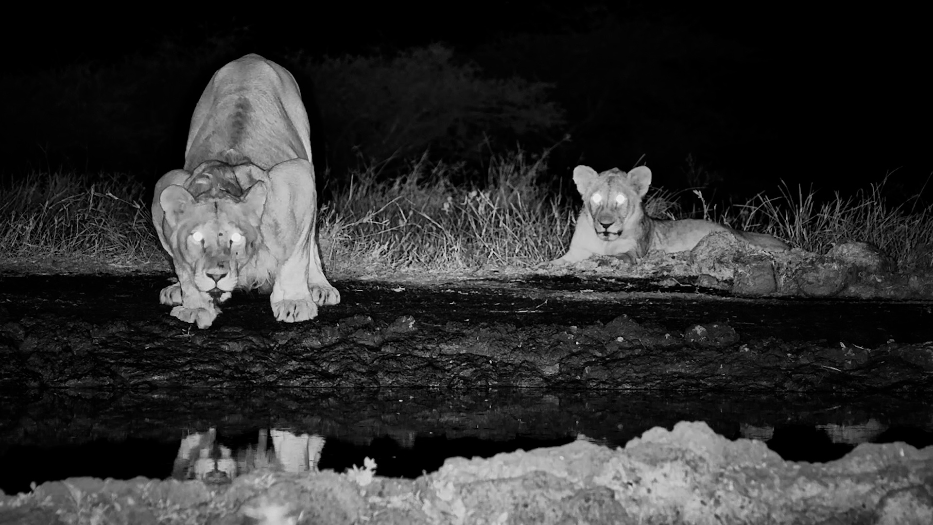 These Lions Looked Completely Stuffed