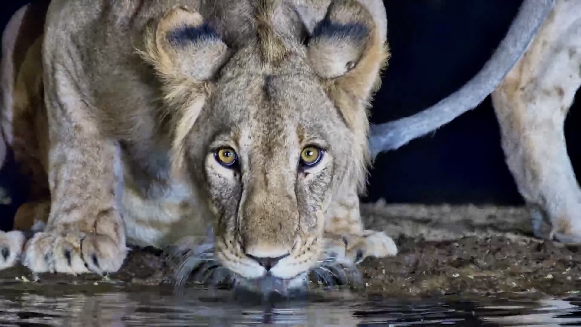 “Who's THAT?!” Lion Reacts to Its Reflection