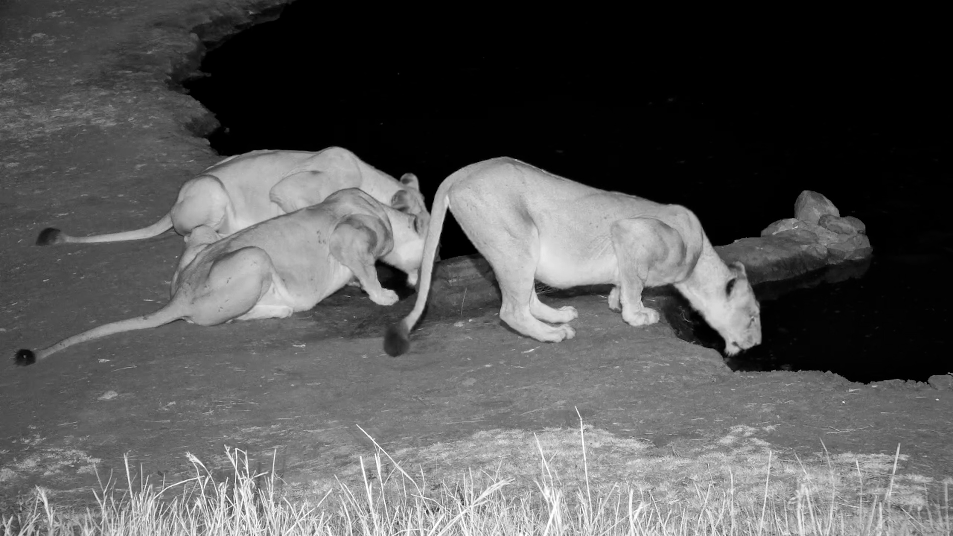 Trio of Lionesses Drinks and Disappears into the Dark