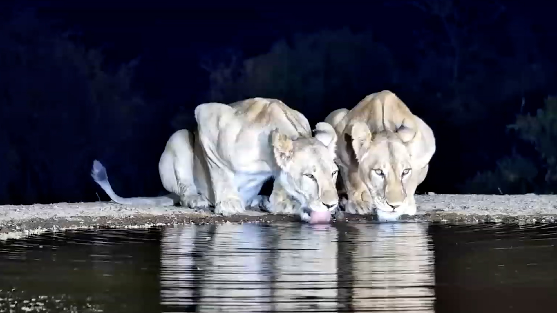 Evening Drinks With Two Lionesses
