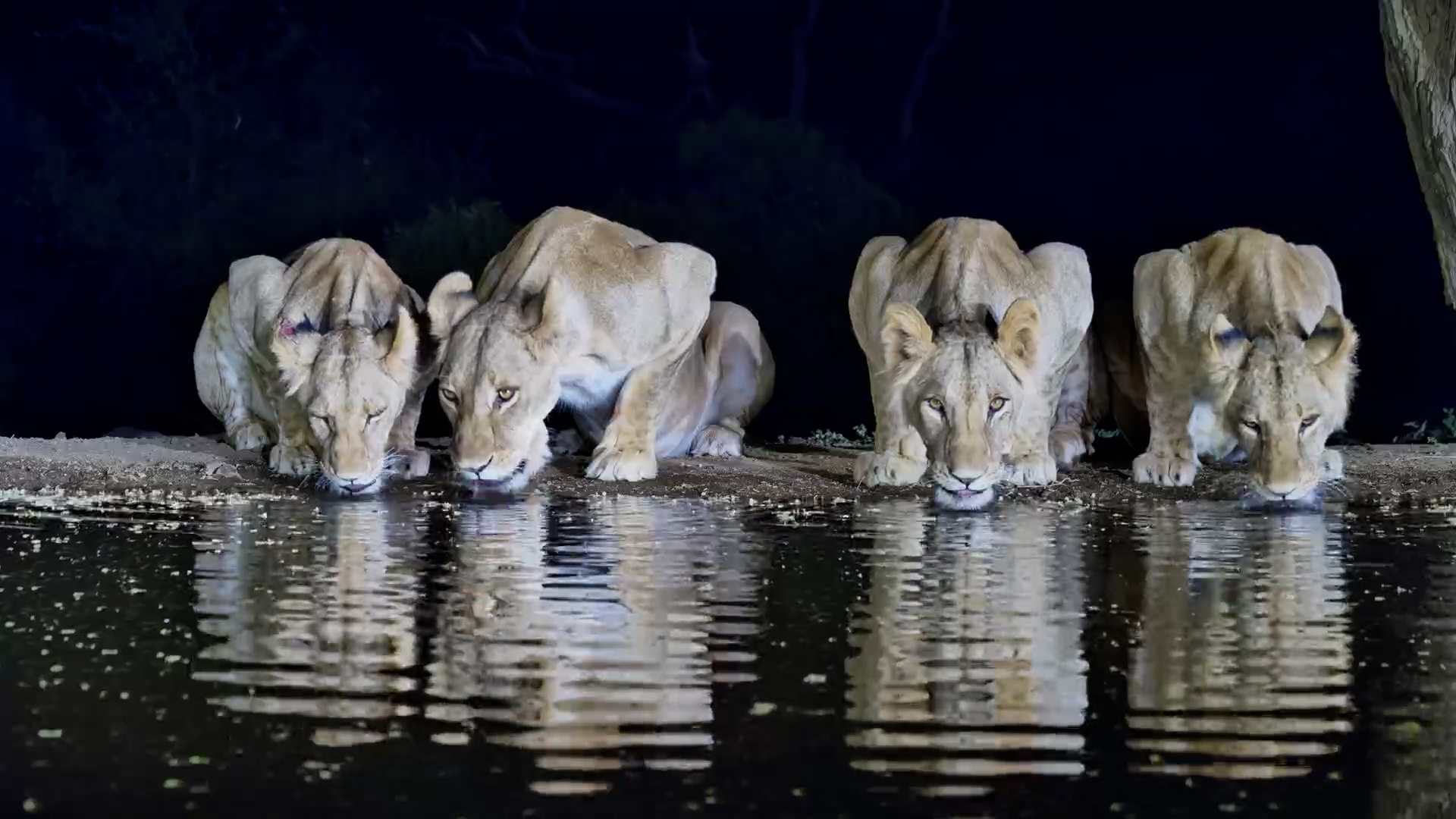 These Lions Could Not Be More Photogenic