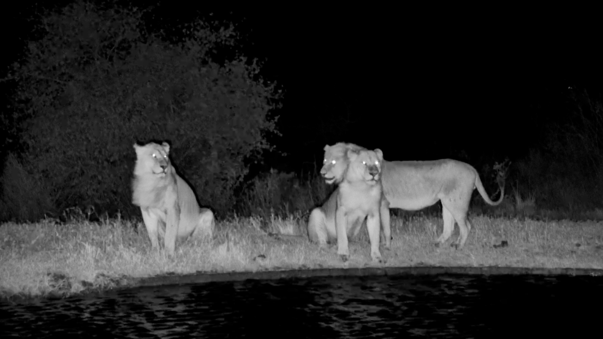 Young Lions Line Up for a Midnight Drink