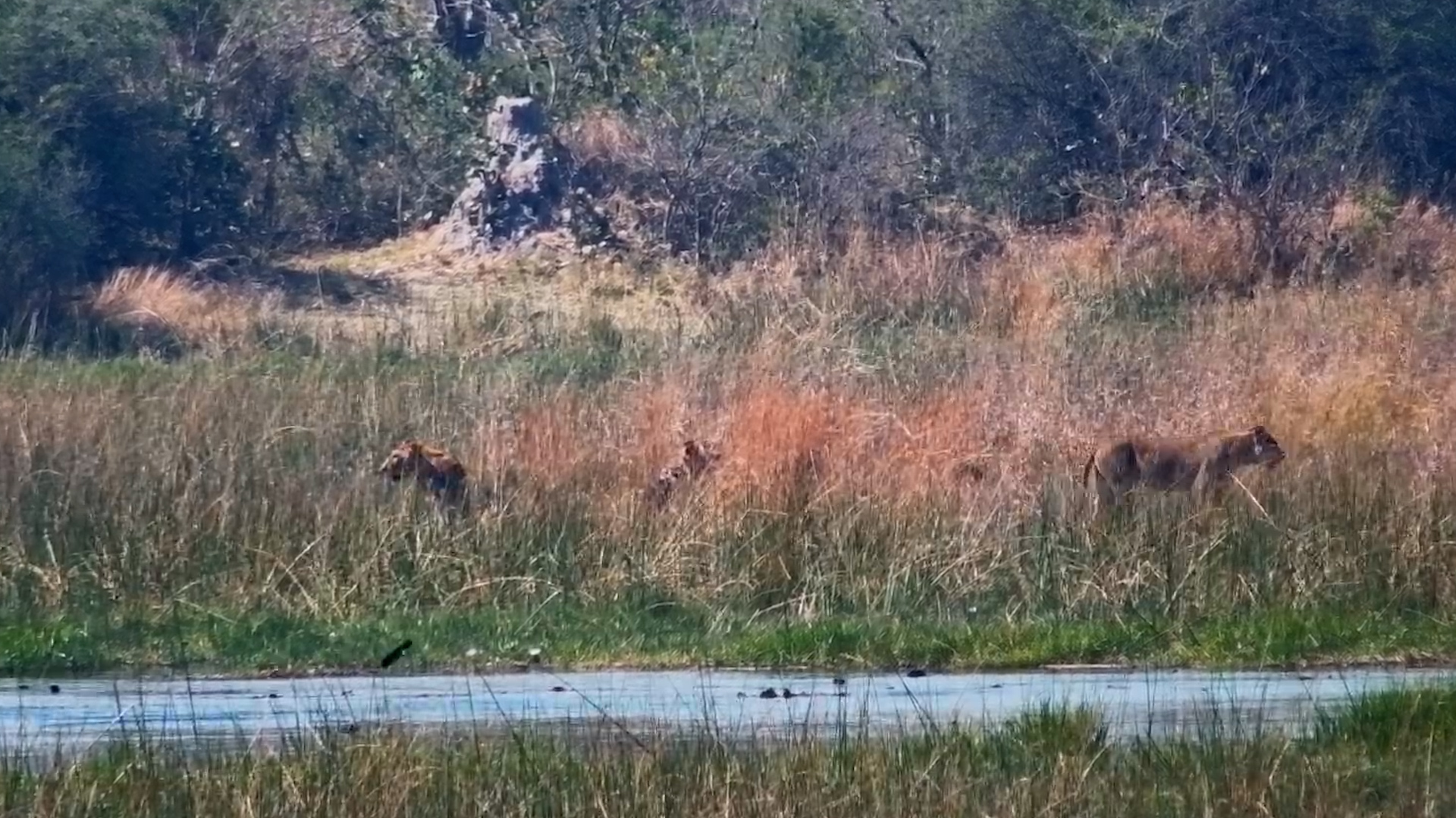A Secretive Lion Encounter in the Tall Grass