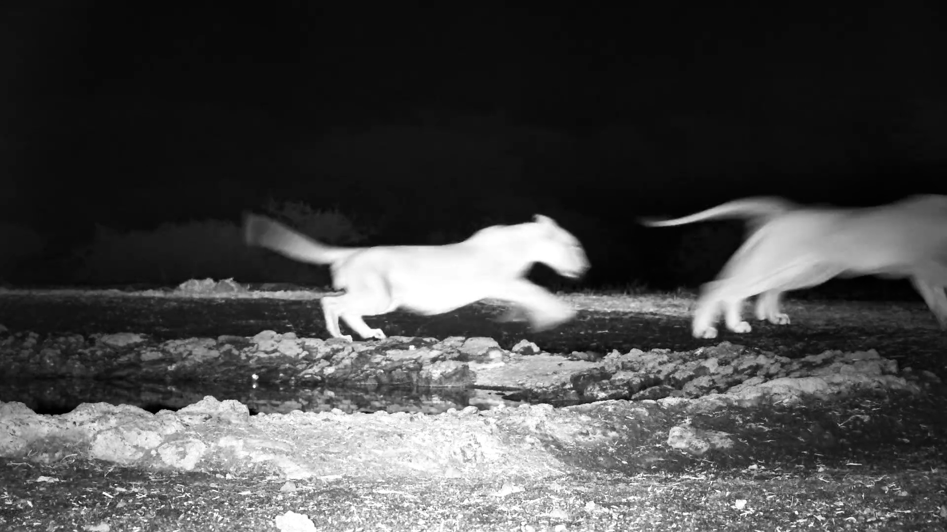 Lion Cubs vs. Grumpy Elephant