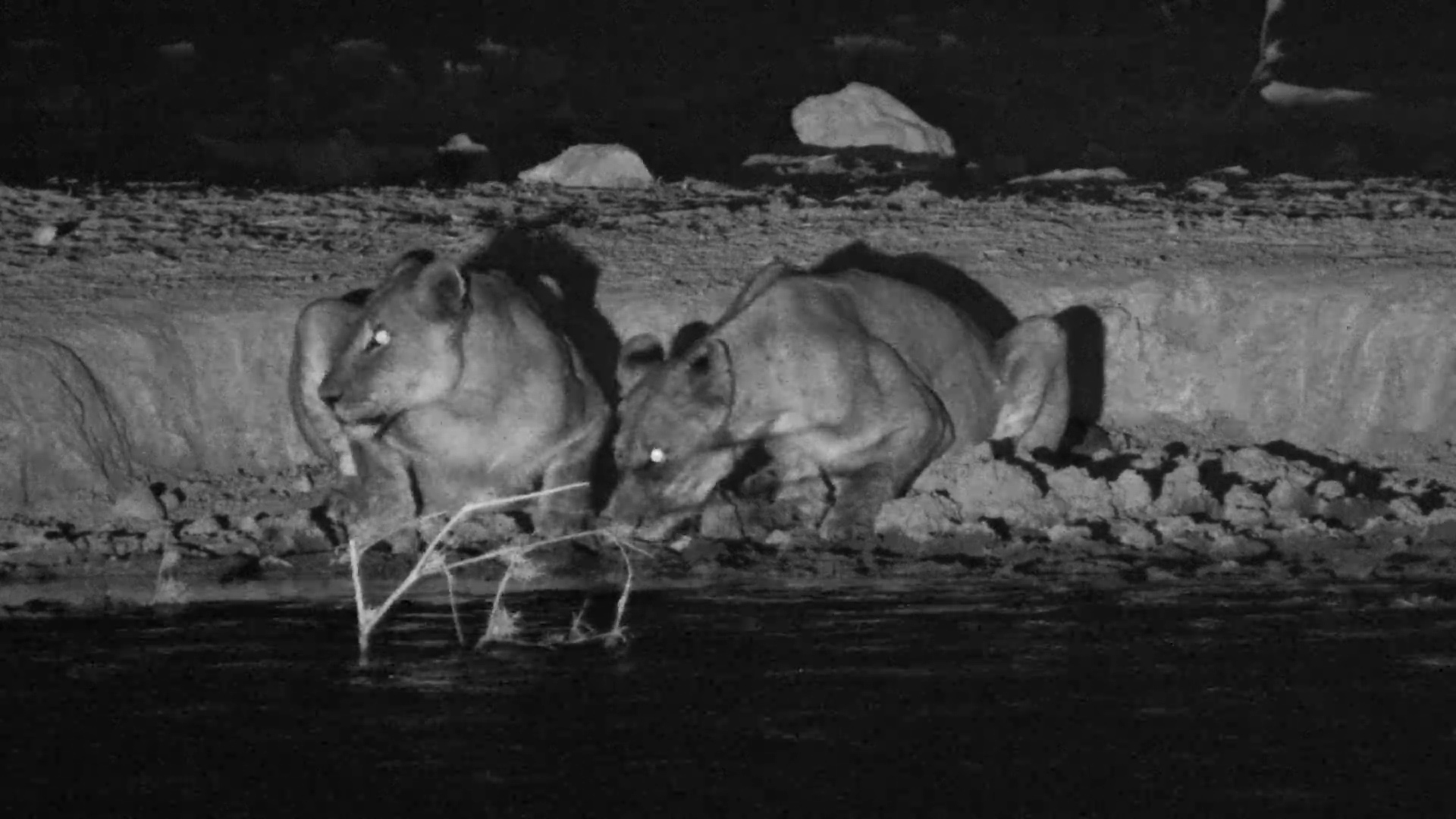 Lion Pride Hangs Out at Safarihoek in the Dark