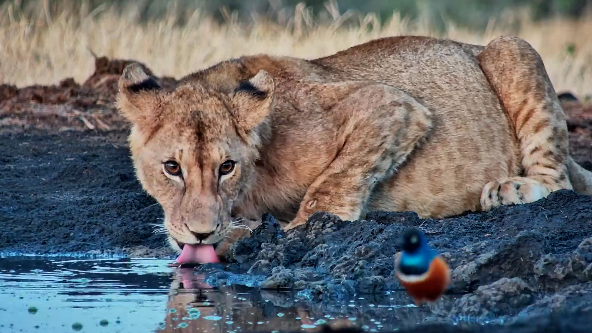 Lion Cubs Take Their Time Drinking at Sunrise
