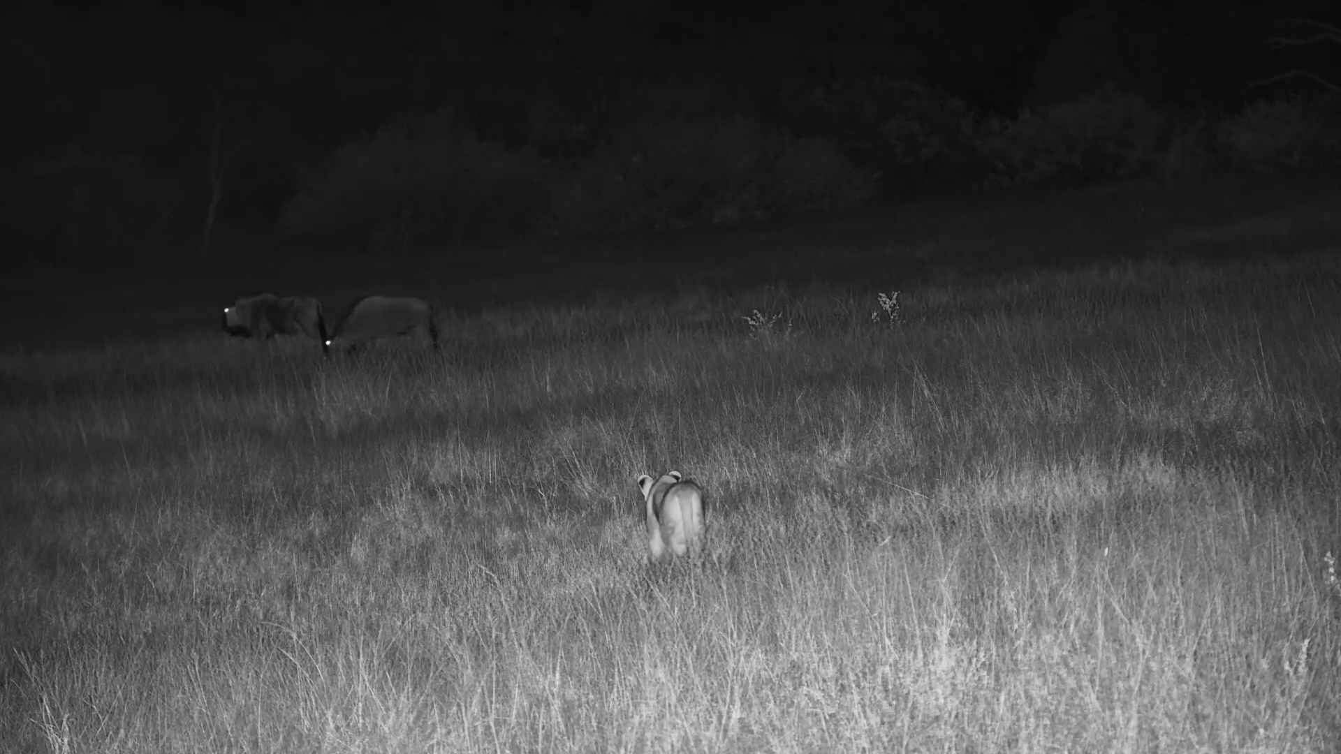 Predators on the Move