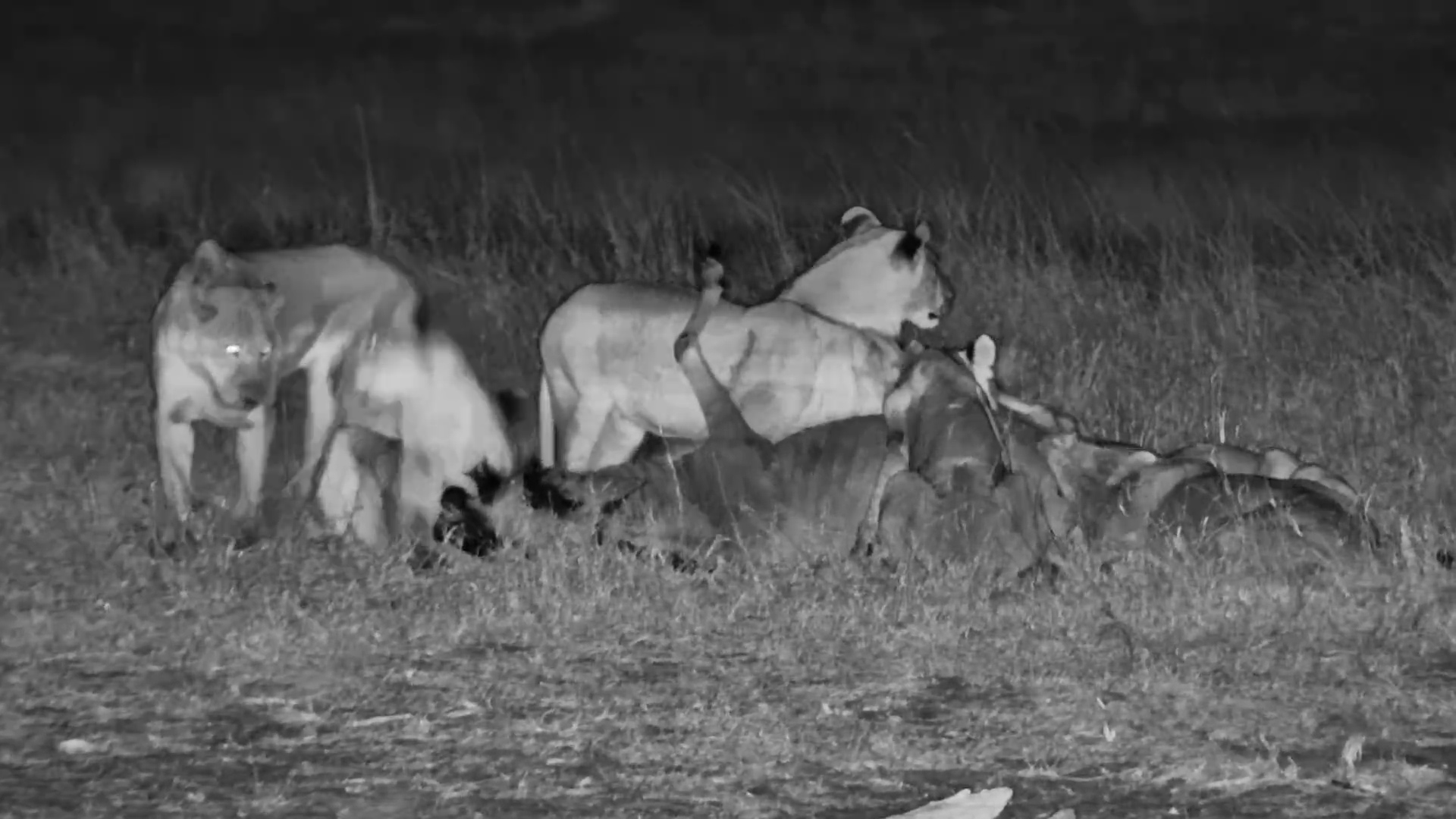 A Lion Pride Makes a Nighttime Kill at Linkwasha