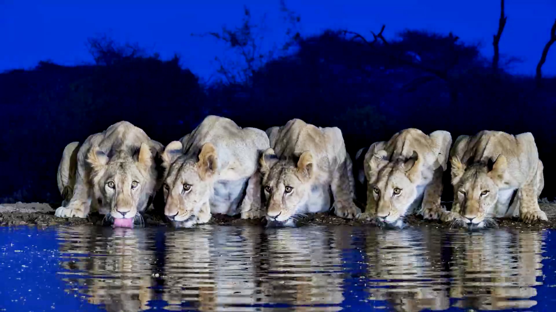 Young Lions at the Waterhole in the Blue Hour