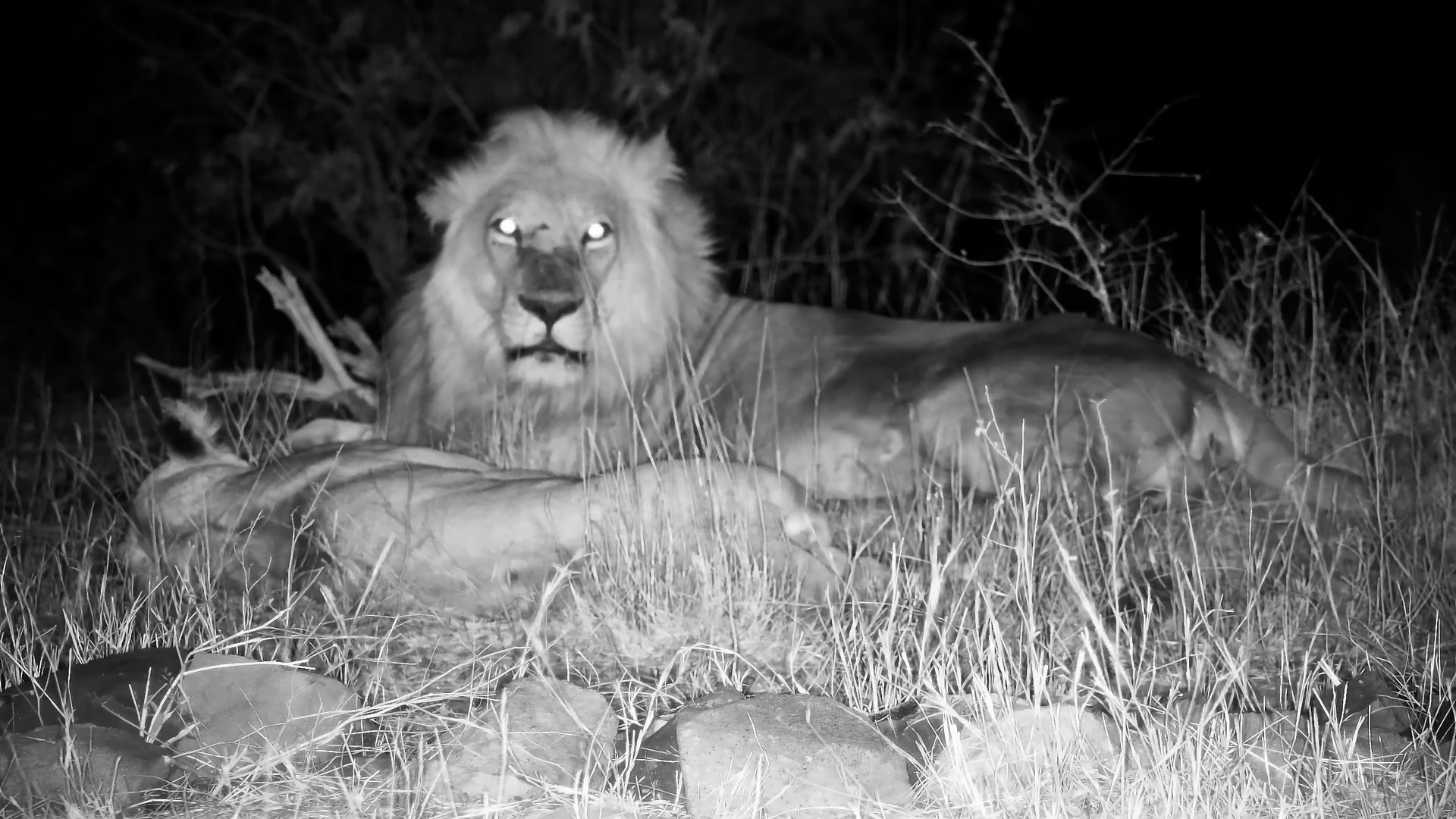 Lion Pair Finds Romance at Cat Eye Pan