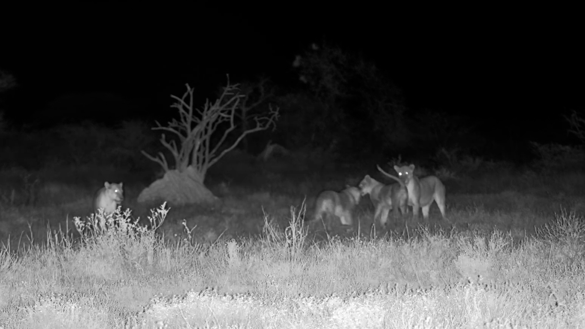 Lions Gather Their Cubs and Disappear Into the Night