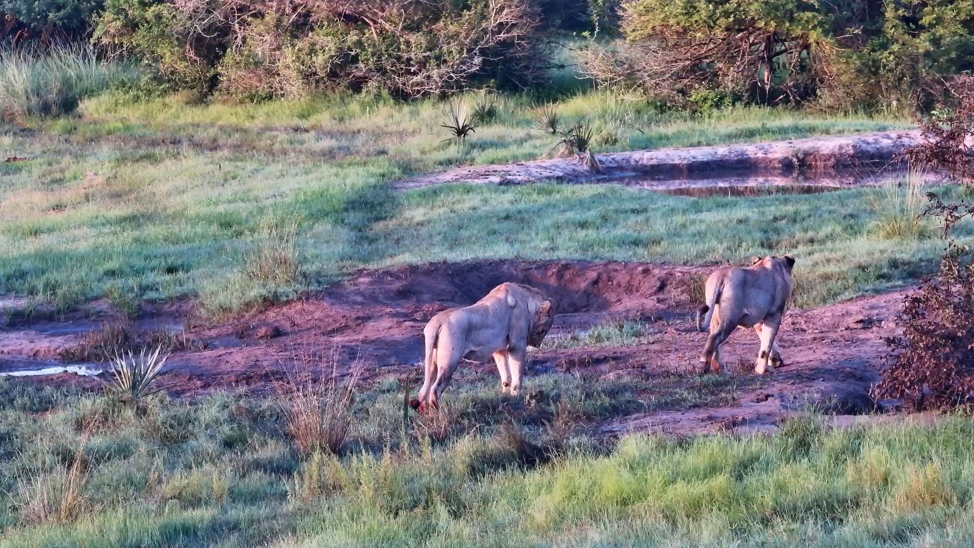 Morning Patrol: Lion Brothers at Tembe
