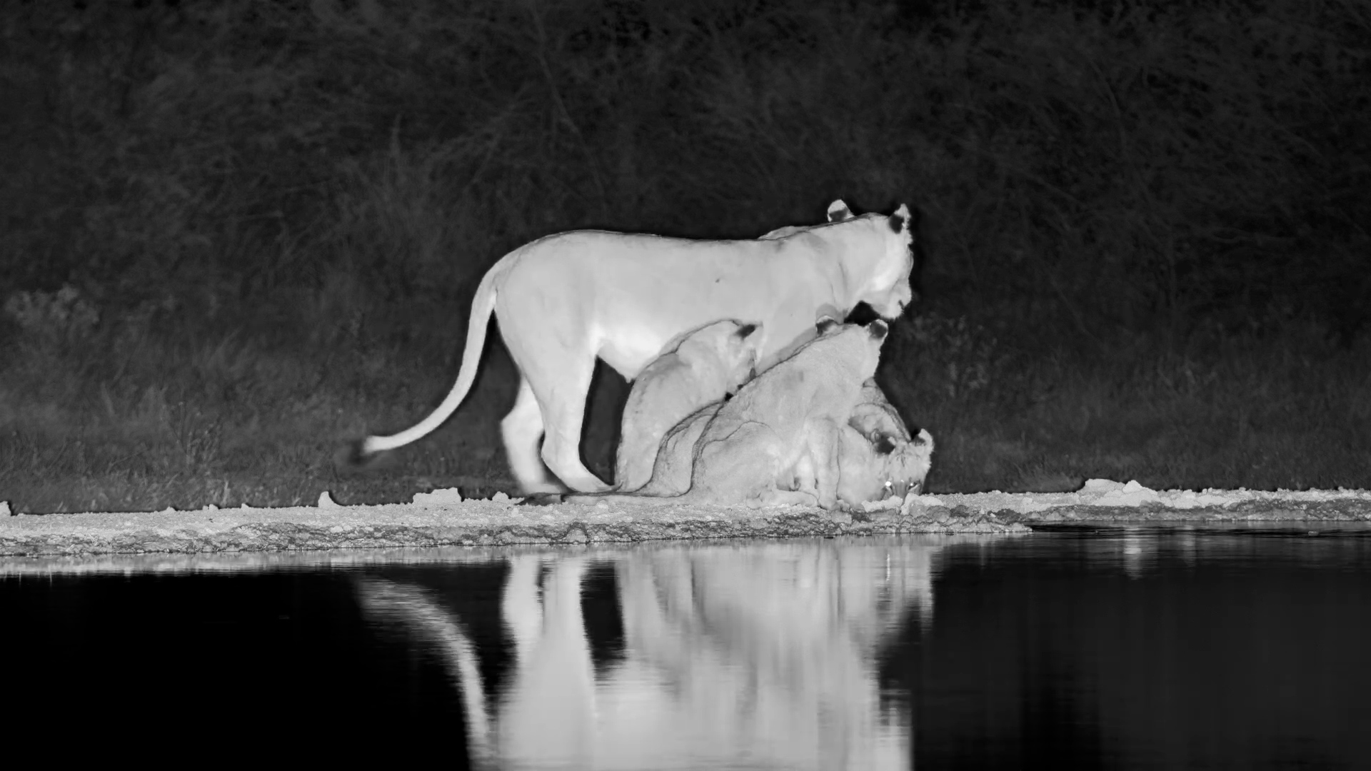 Lions Turn a Tree Into Their Personal Playground