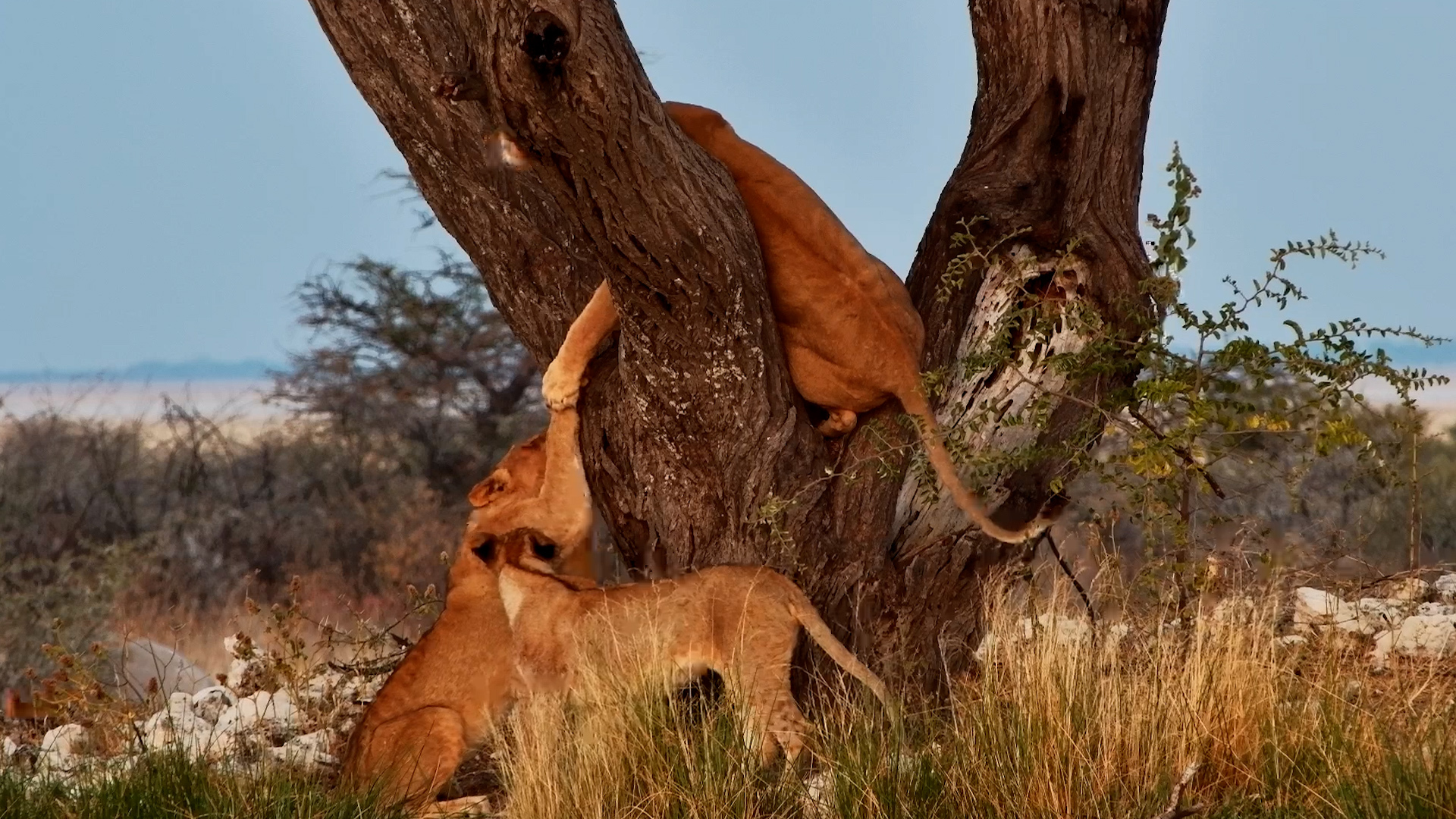 Lions Turn a Tree Fork Into Their Playground