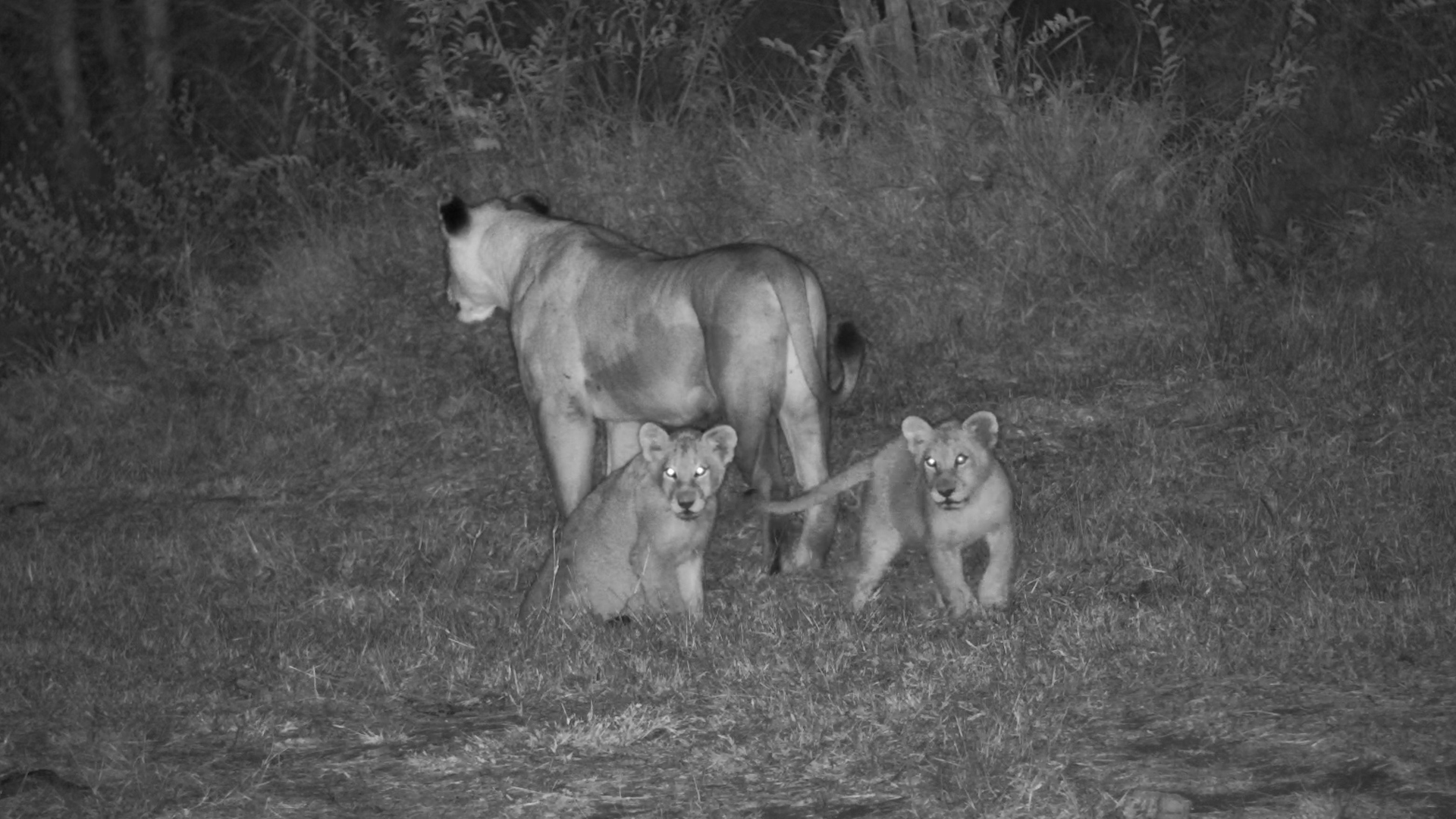 Lion Cubs Stole the Show