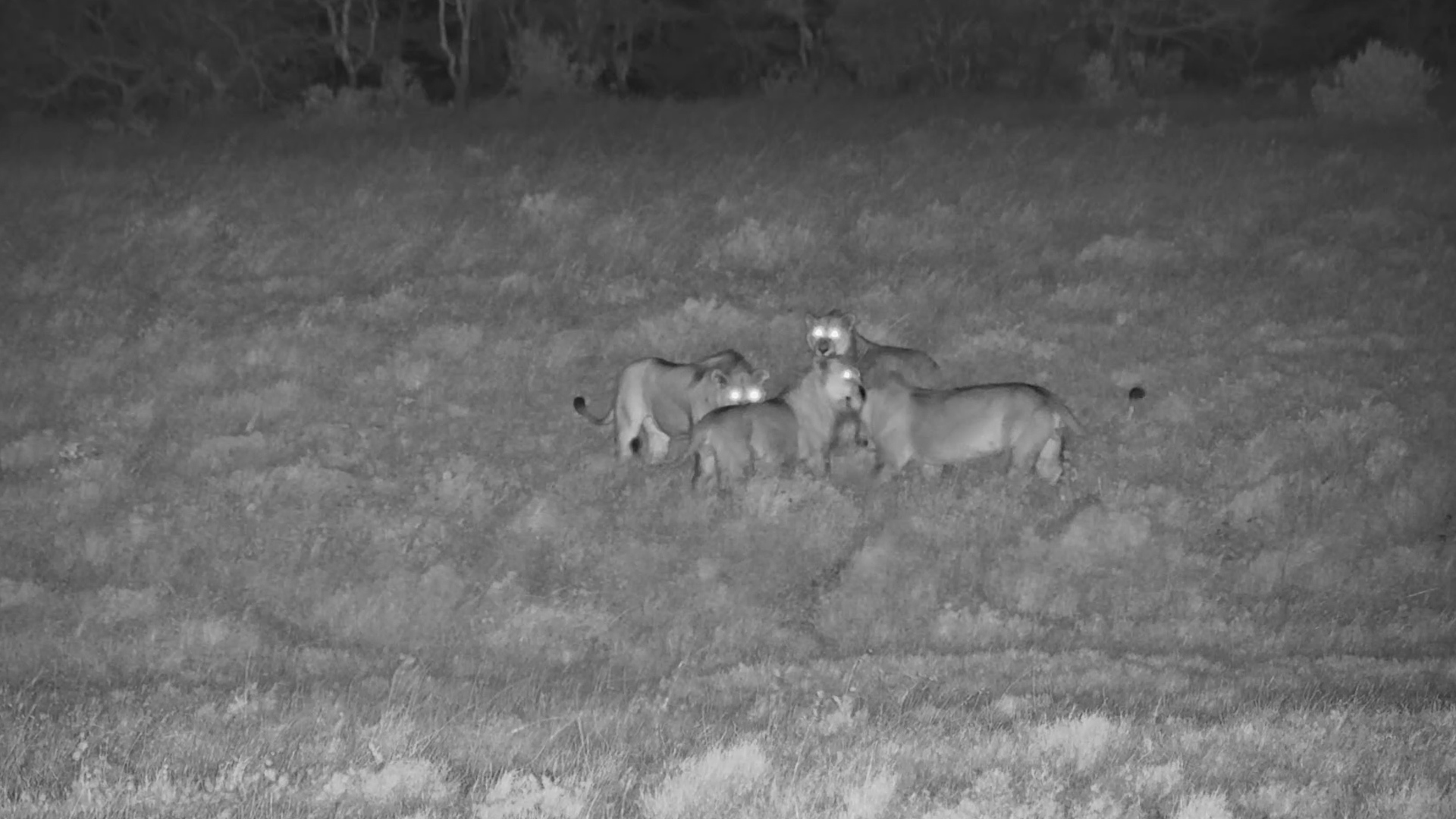 Young Lions Bring Playtime to the Waterholehttps://africam-lodge-thumbnails.s3.eu-west-2.amazonaws.com/lions_playing_at_night_po_17_08.jpg