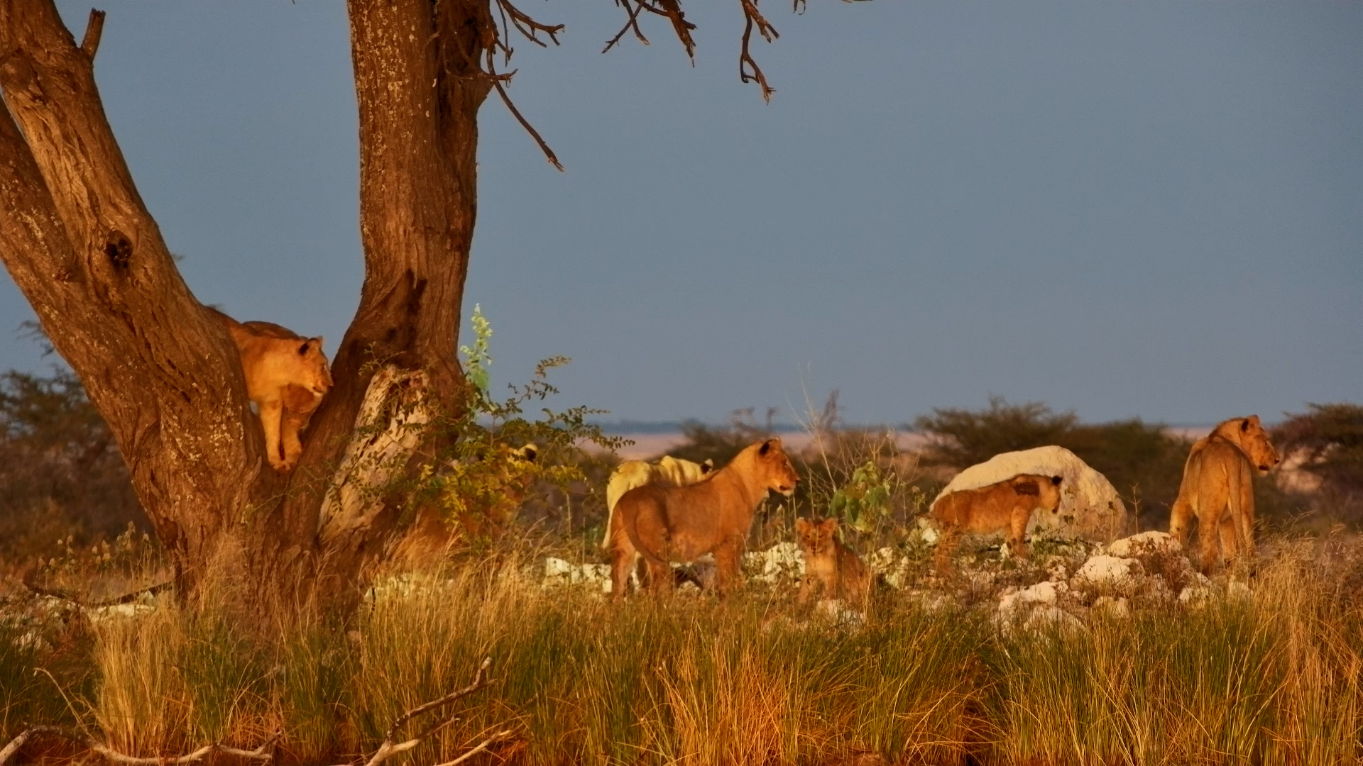Young Lions Turn a Tree Into Their Playground