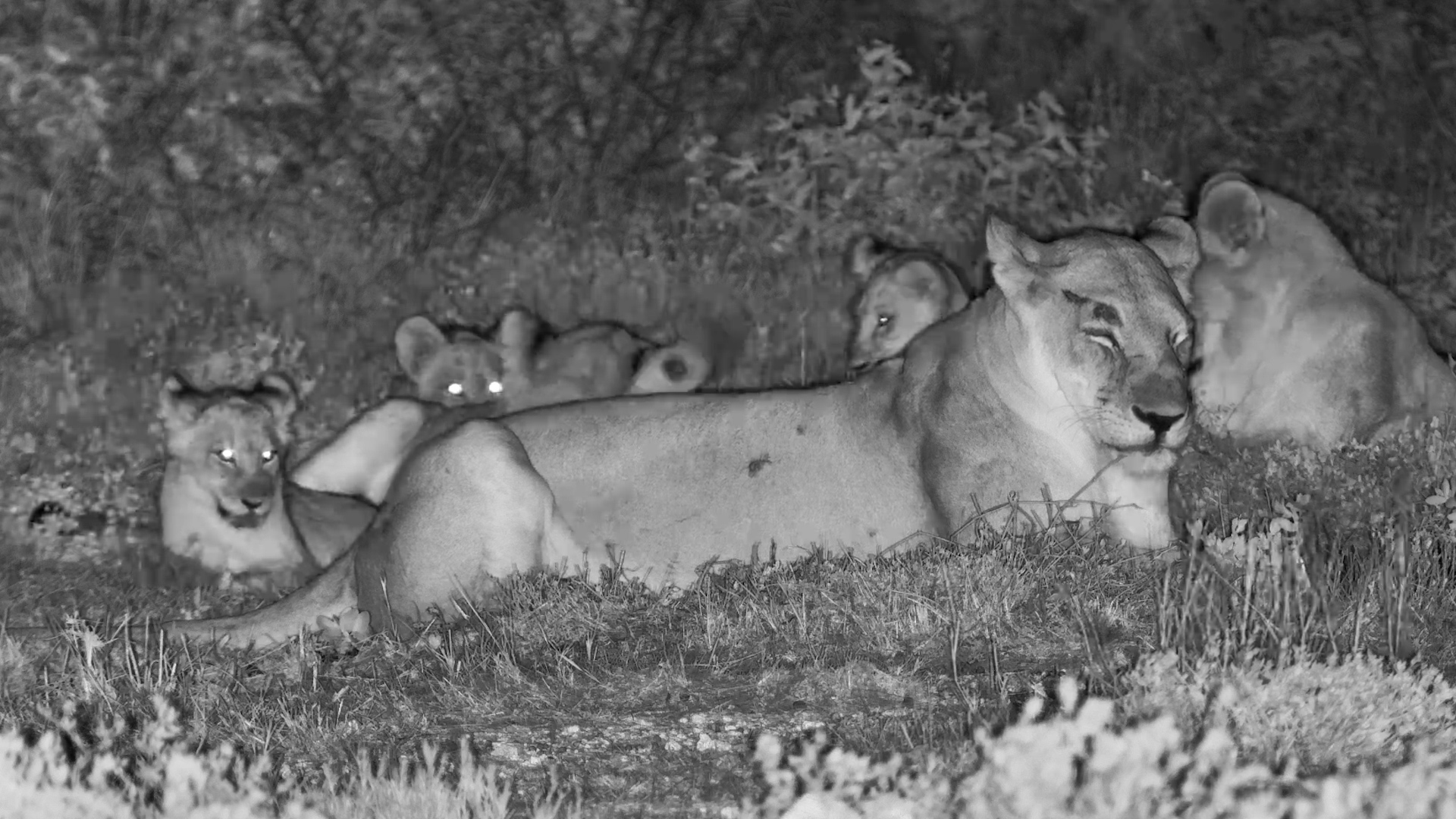 Male Lion Breaks the Silence With a Deep Call