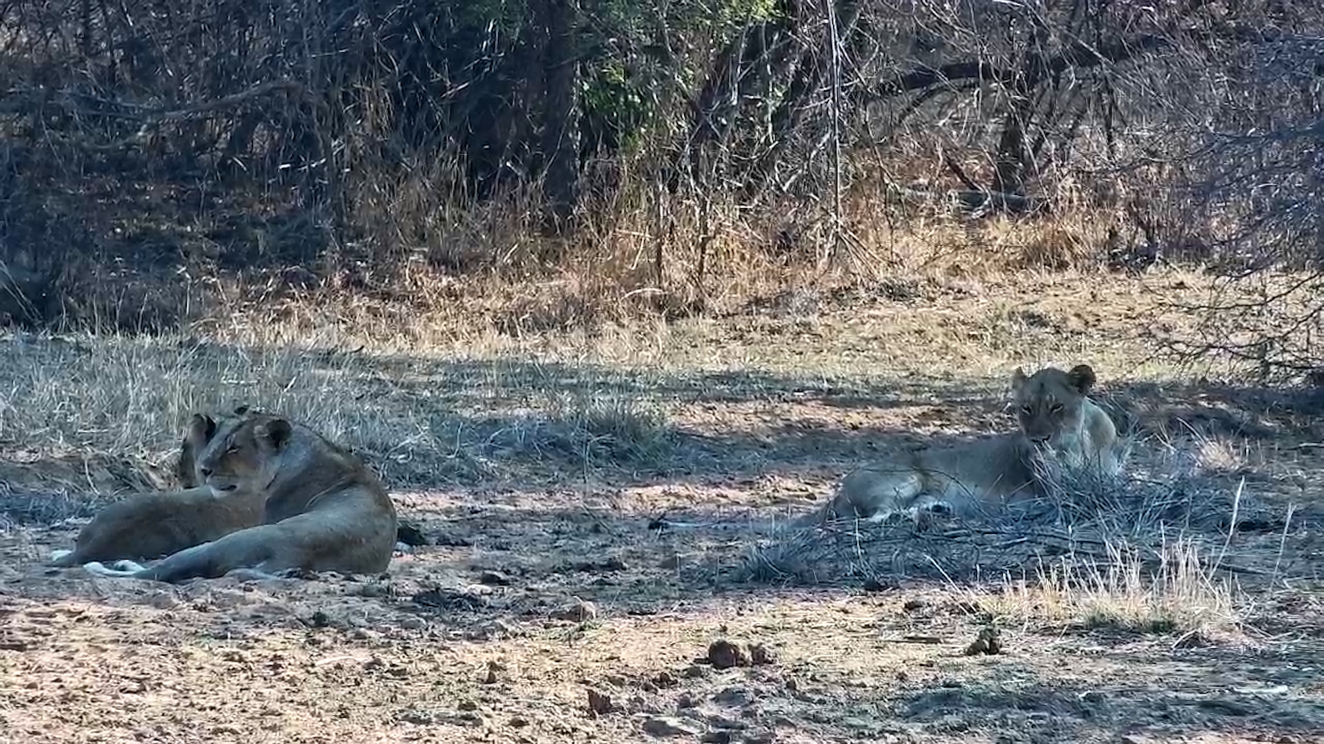 Lions Lounge at Jabulani Waterhole