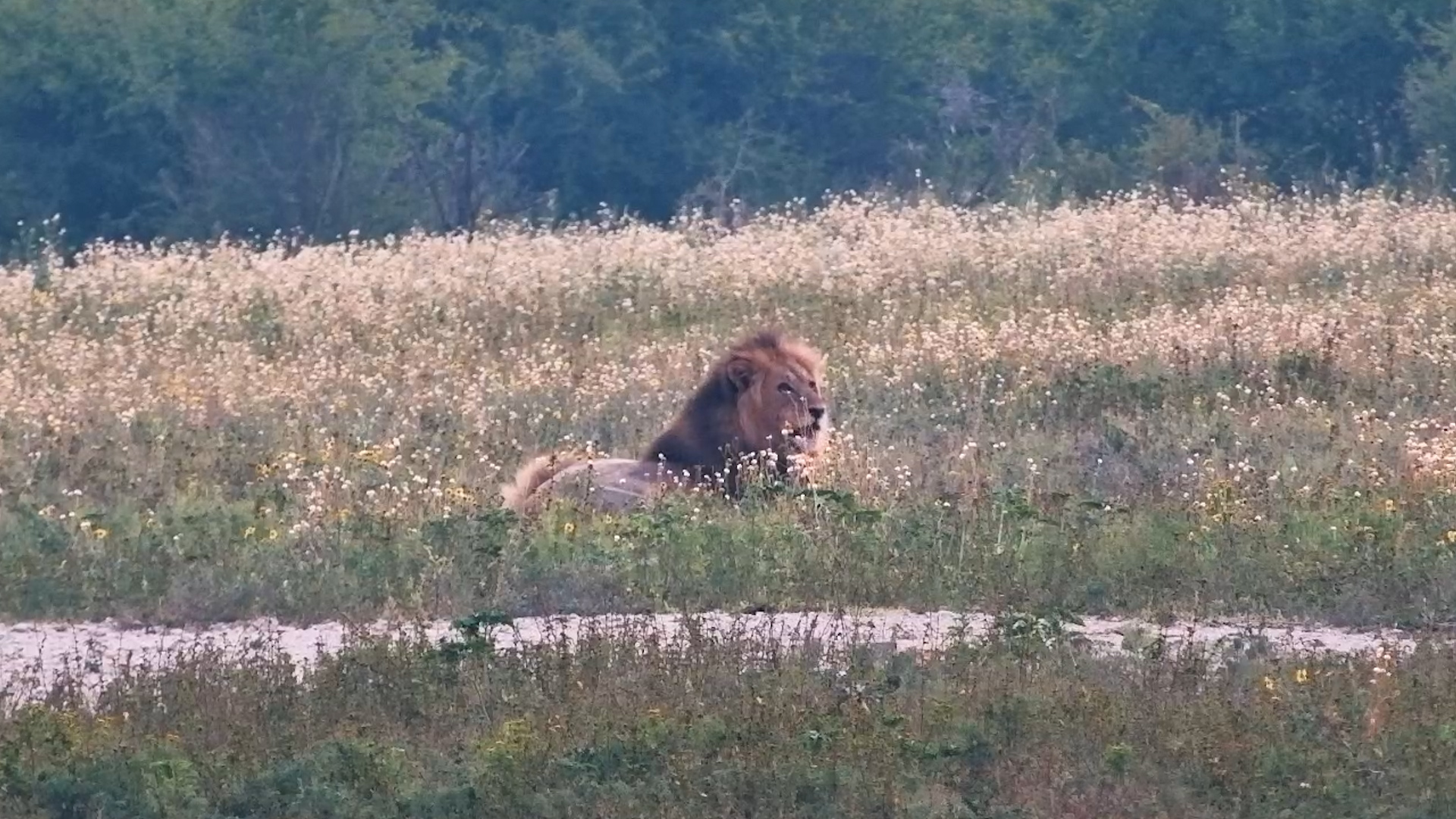 Two Male Lions Relax