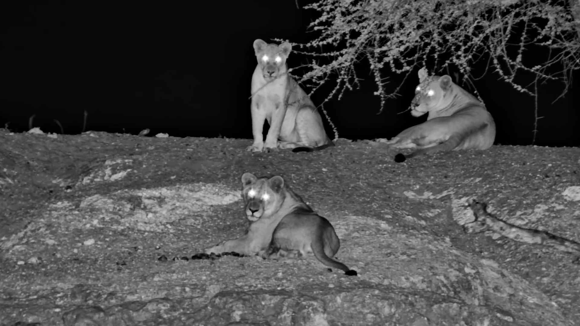 A Quiet Night With Lions Along the Boteti River