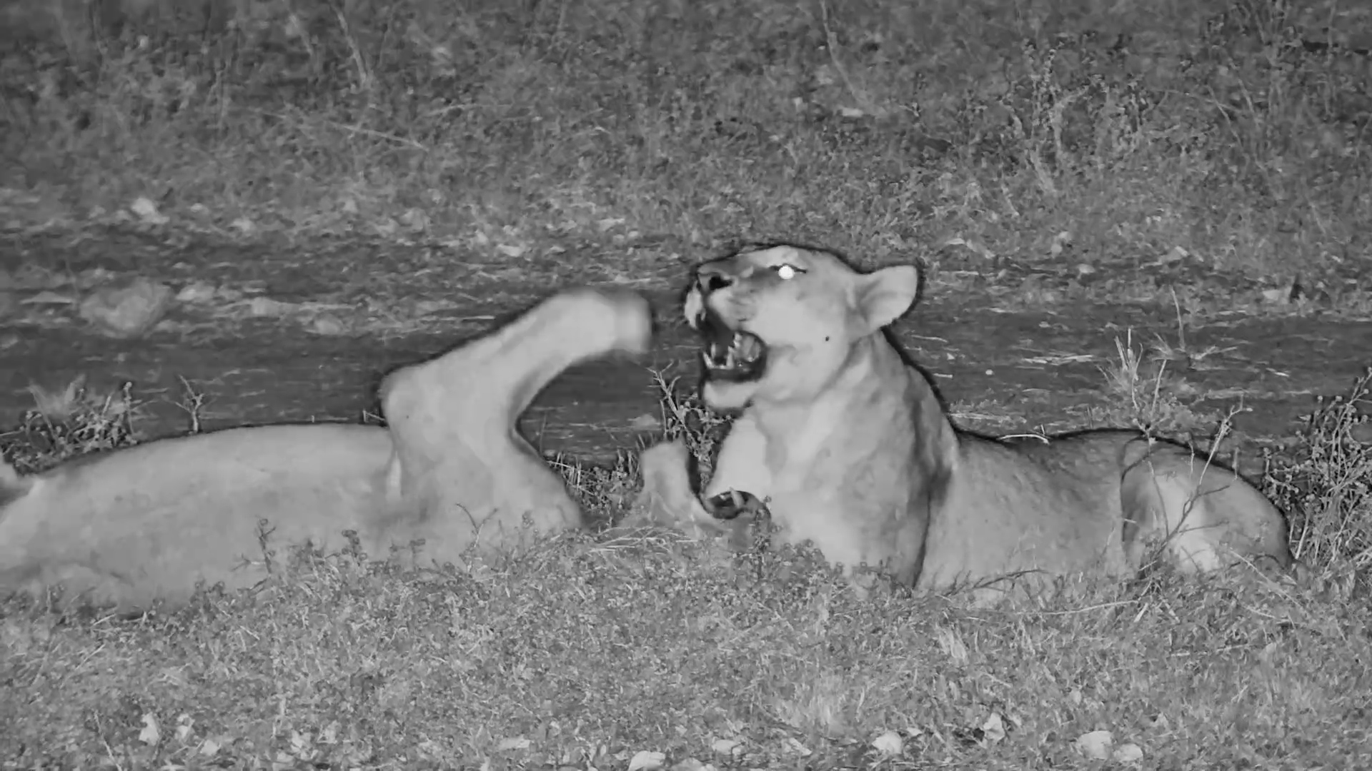 Lions Get Playful in the Darkness at Twin Pan!