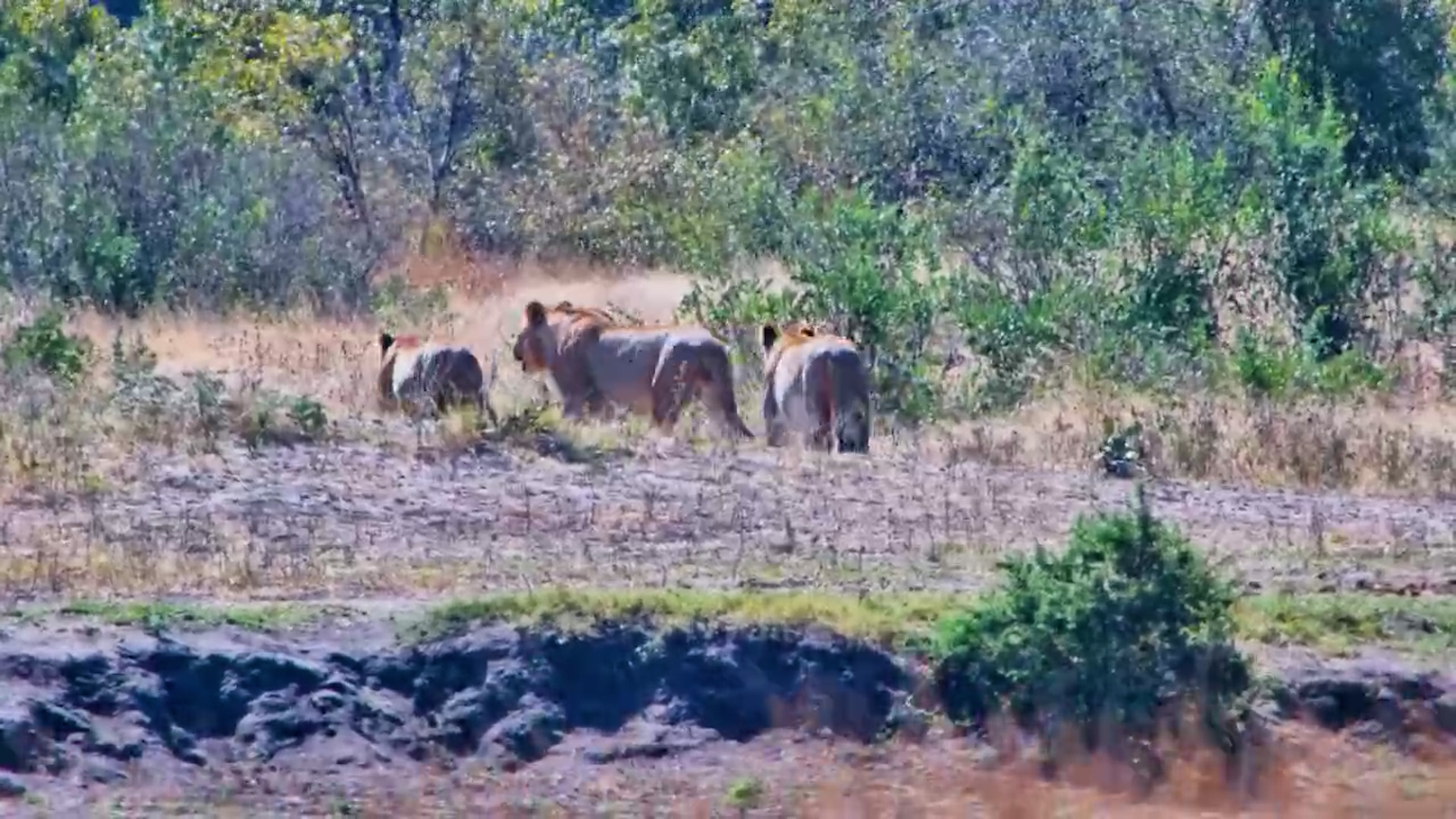 Lions Stop for a Quick Drink at The Hide