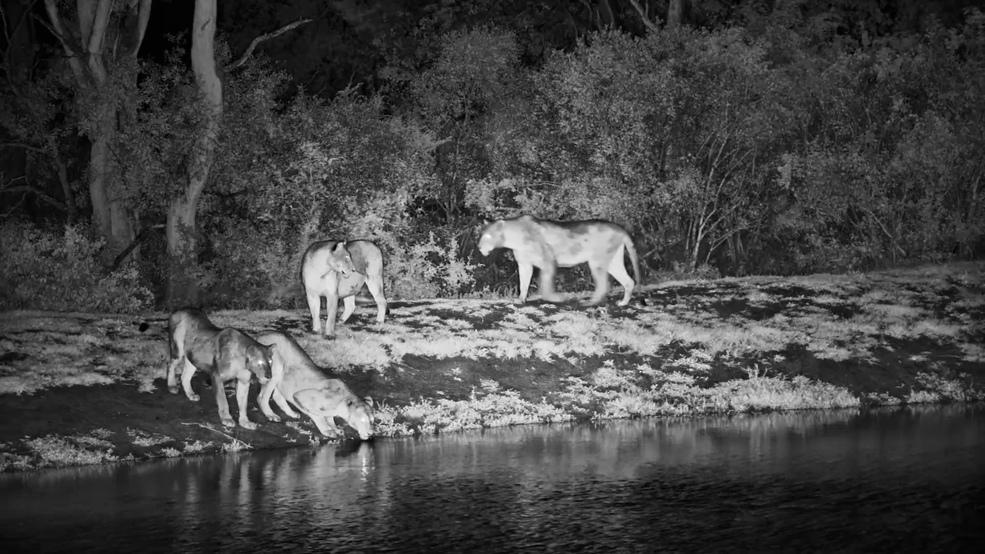 Six Lionesses Stop for a Quick Midnight Drink