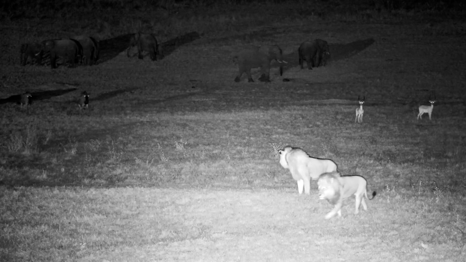 Lions Spotted by Alarmed Impala