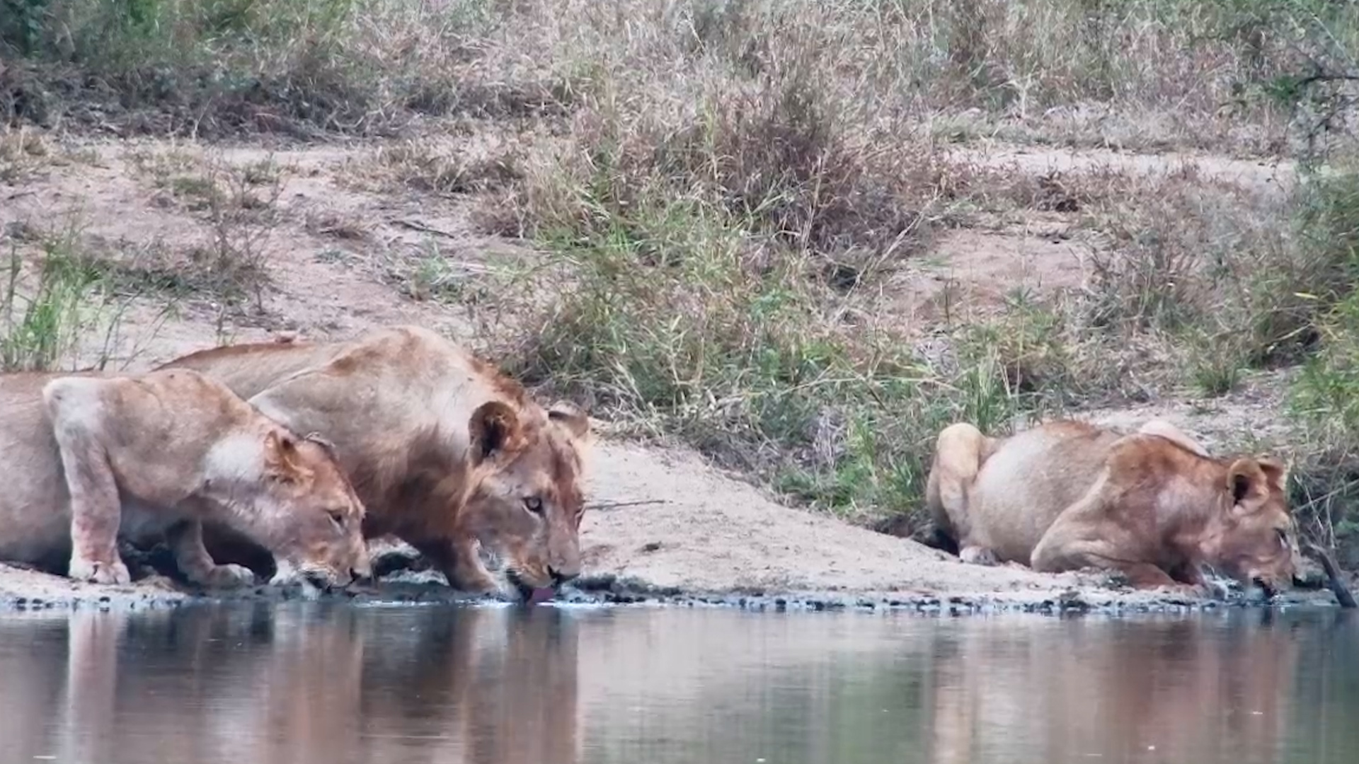 The Pride Arrives for an Afternoon Drink