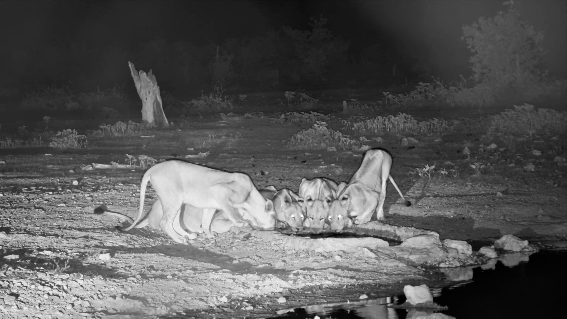 Night Falls… The Lions Arrive