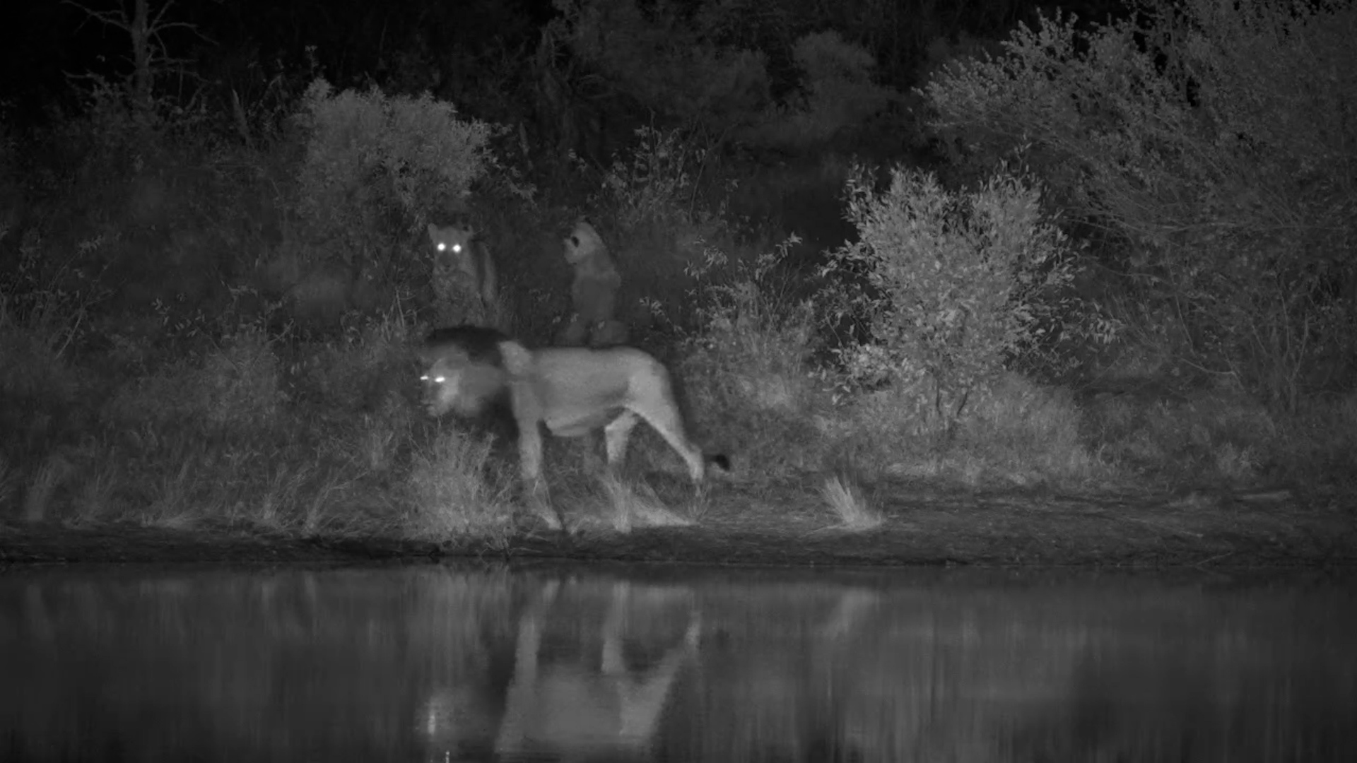 The Lions Arrived After Dark