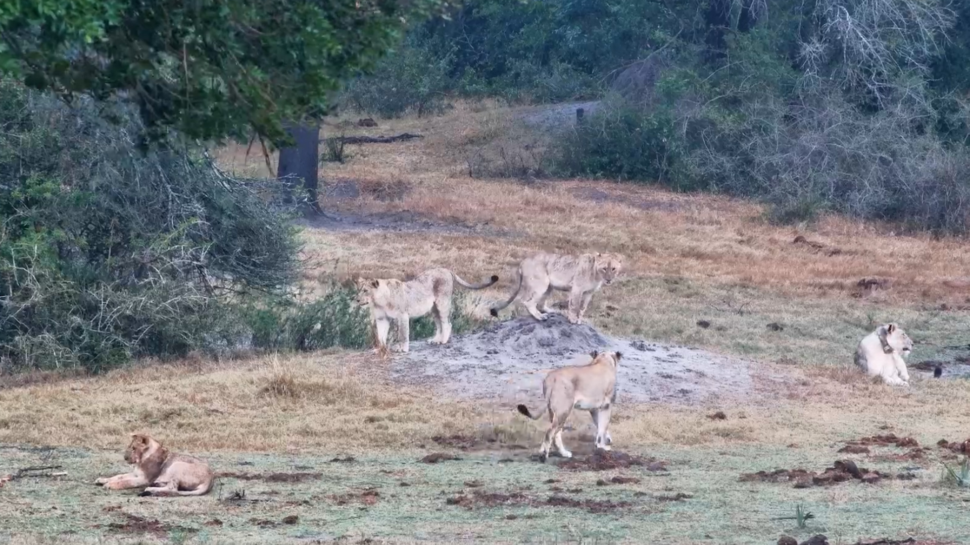 The Waterhole Becomes a Lion Playground!