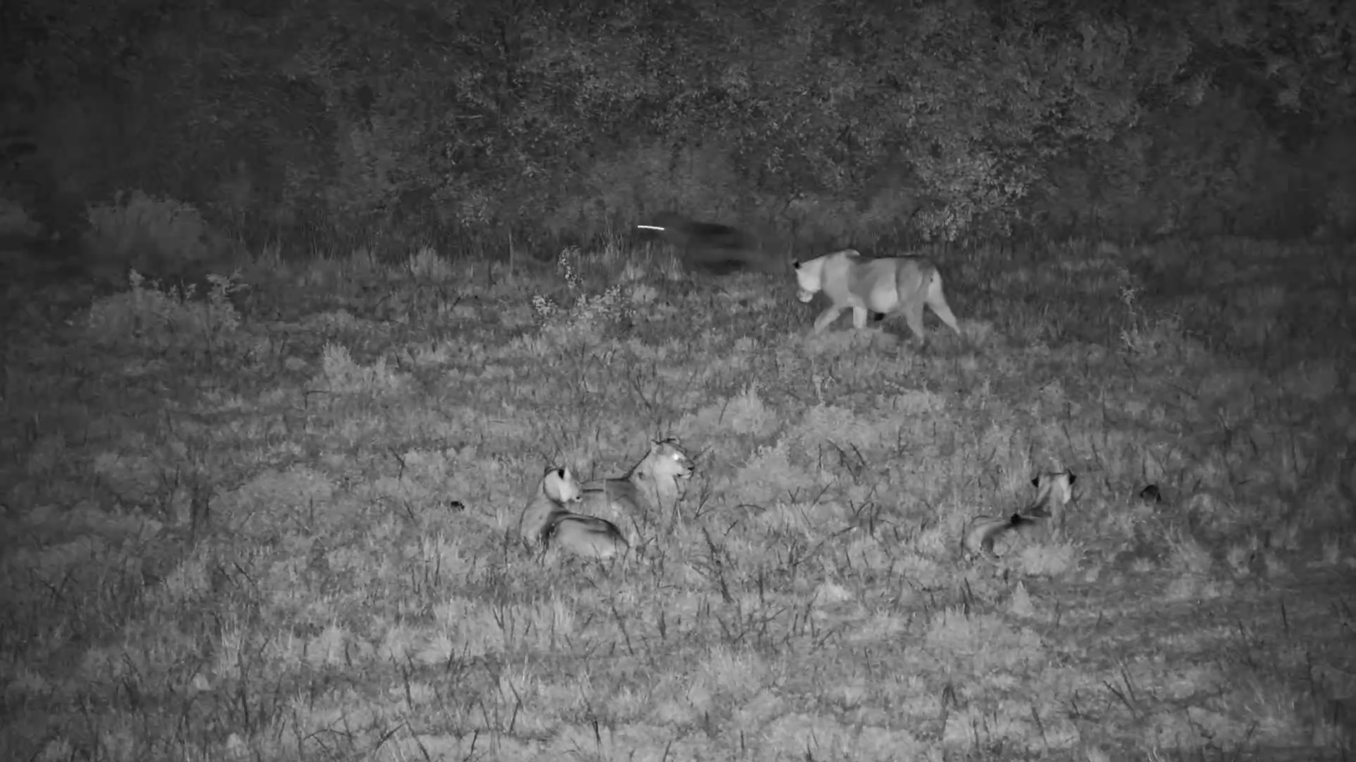 Lions Lounge After Dinner, Hyenas Eye Their Chance